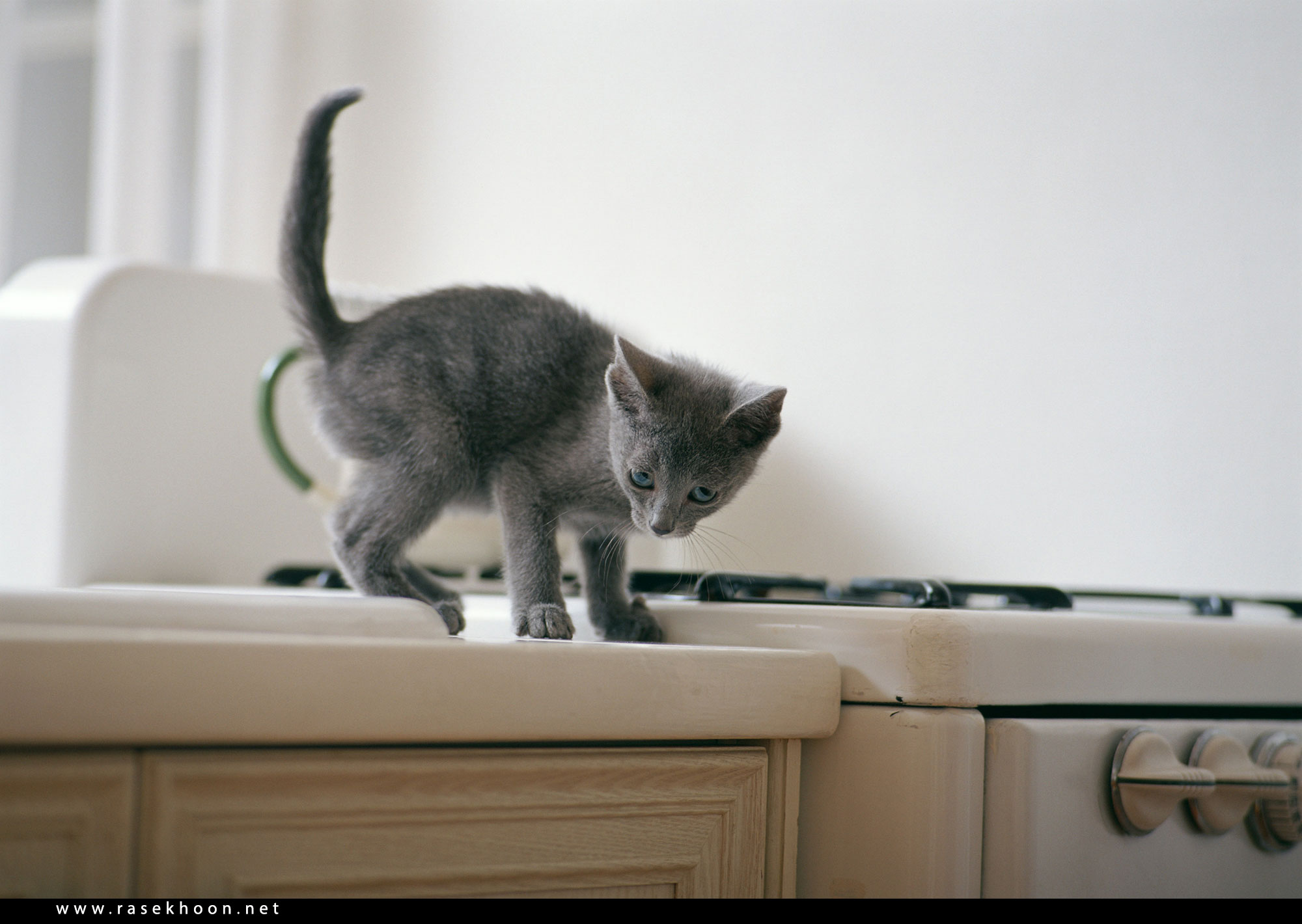 Хожу по столу. Котенок на столе. Кошка на кухонном столе. Котенок в квартире. Кот на кухне.