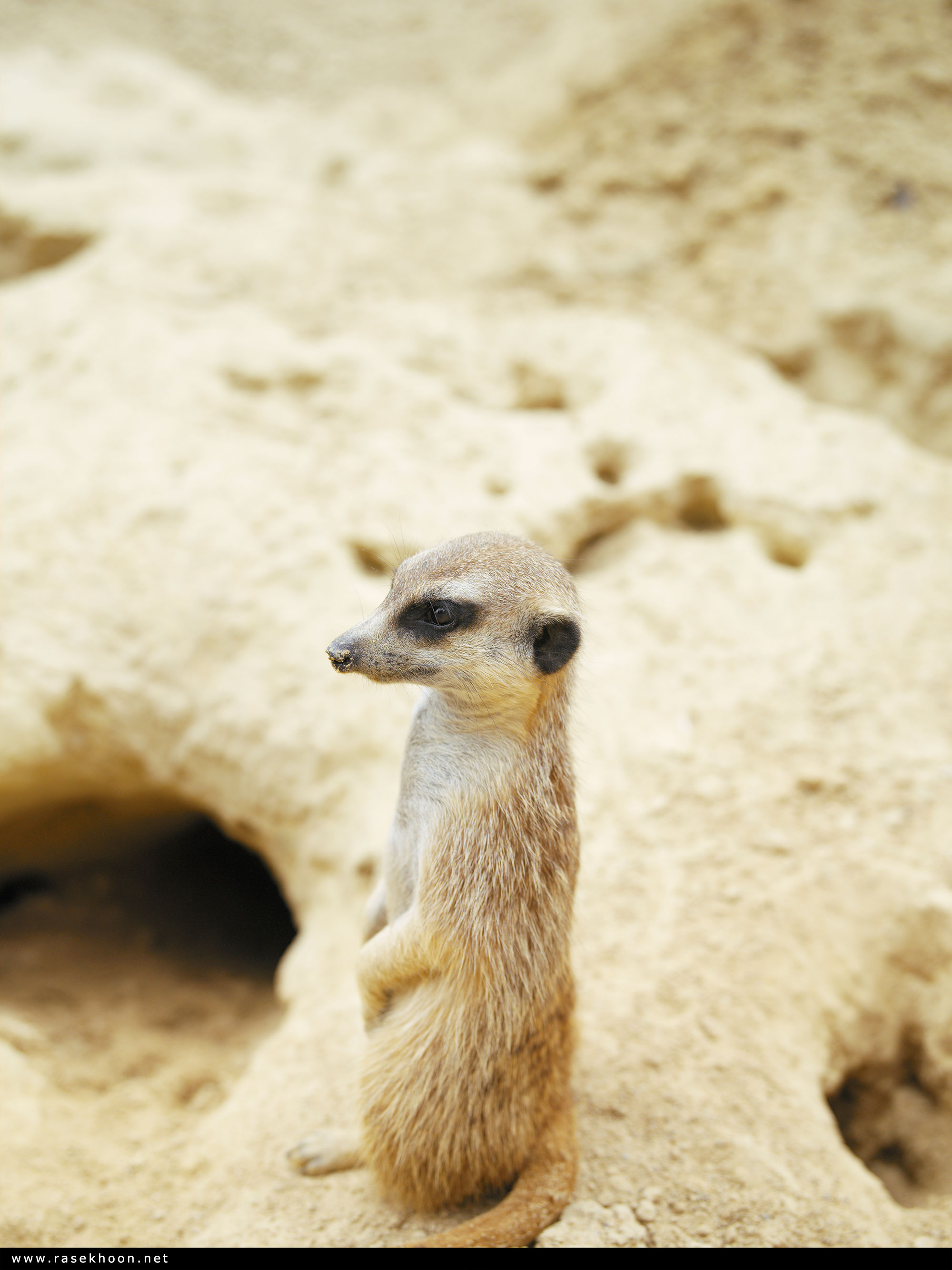 حیوانات اهلی