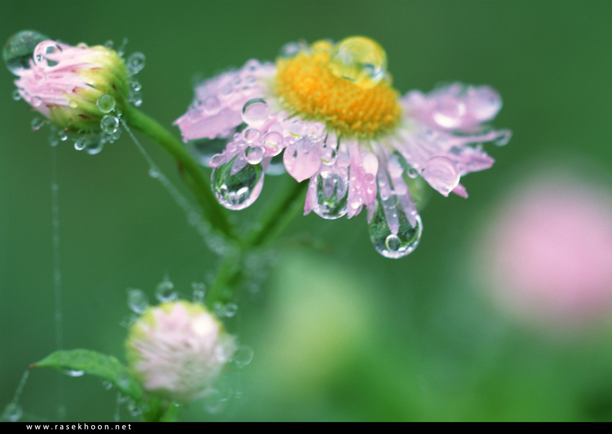 Слово утренняя роса. Утренняя роса на цветах. Цветы с капельками росы. Роса на цветах после дождя. Полевые цветы после дождя.