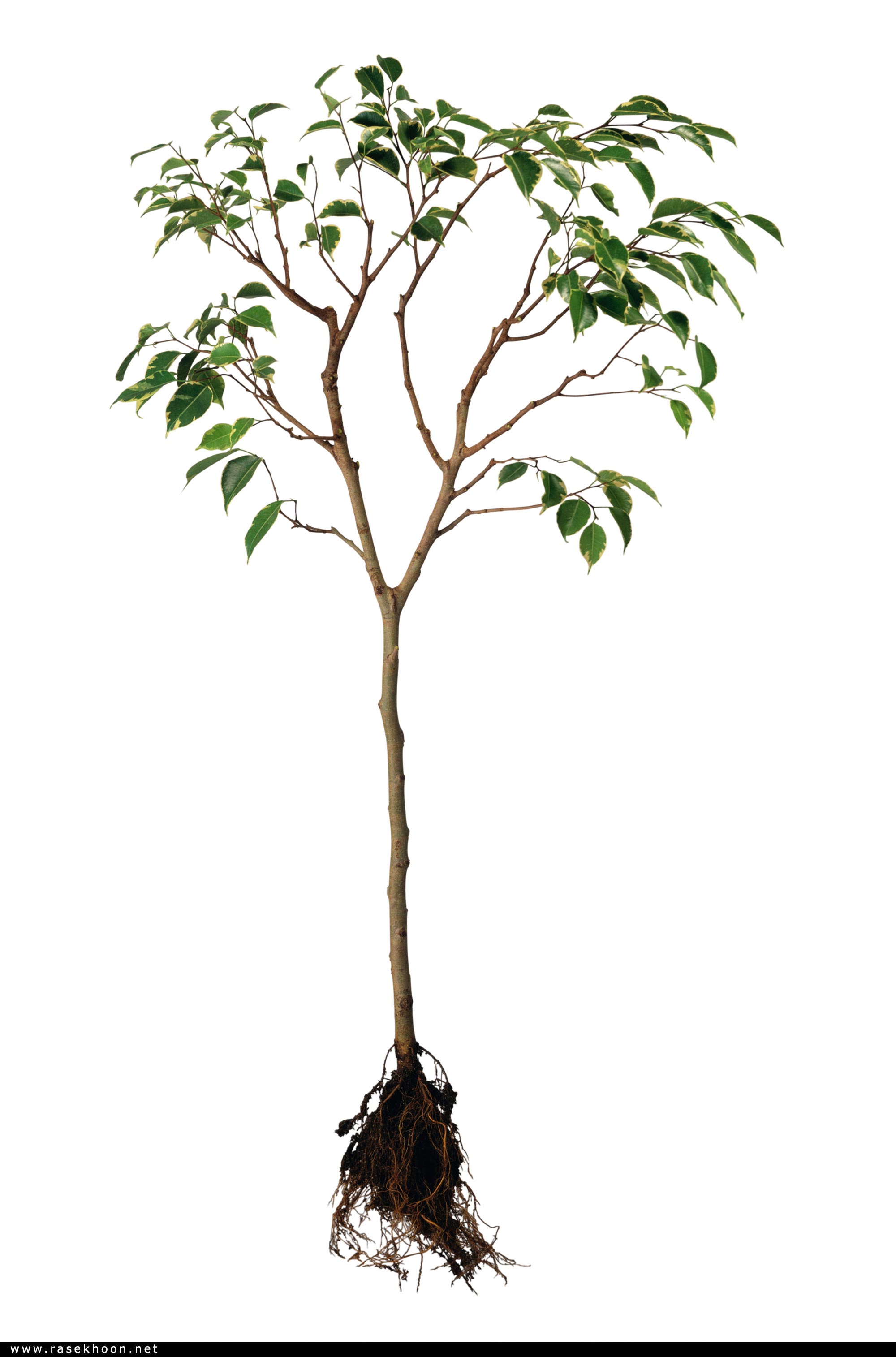 گیاهان