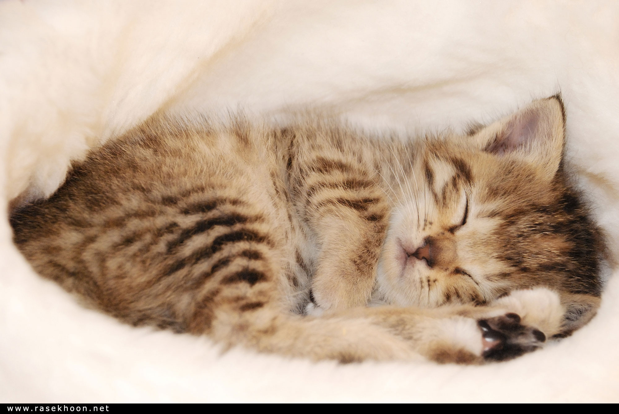 Котенок спящий в клубочке котенок