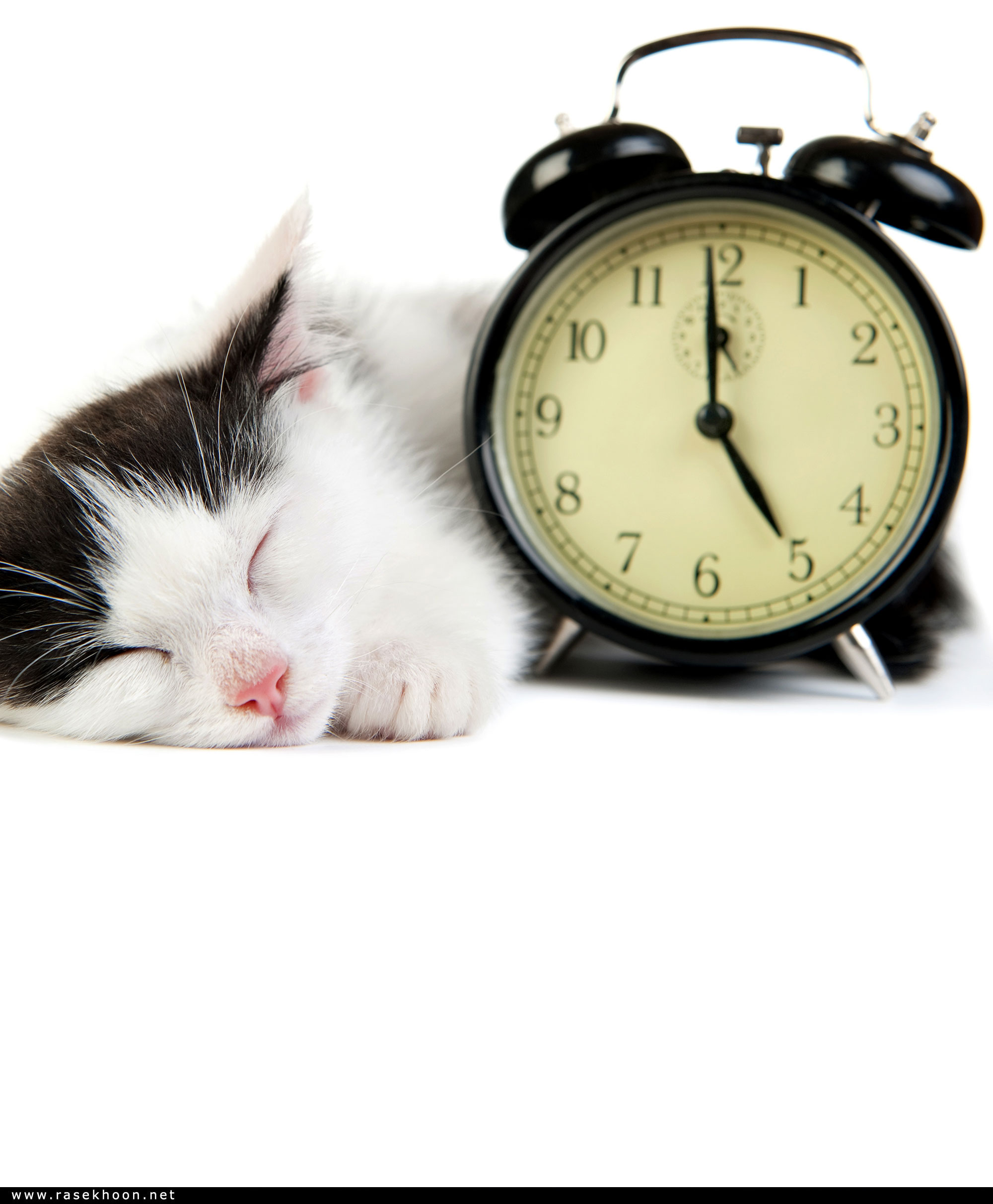 گربه ها