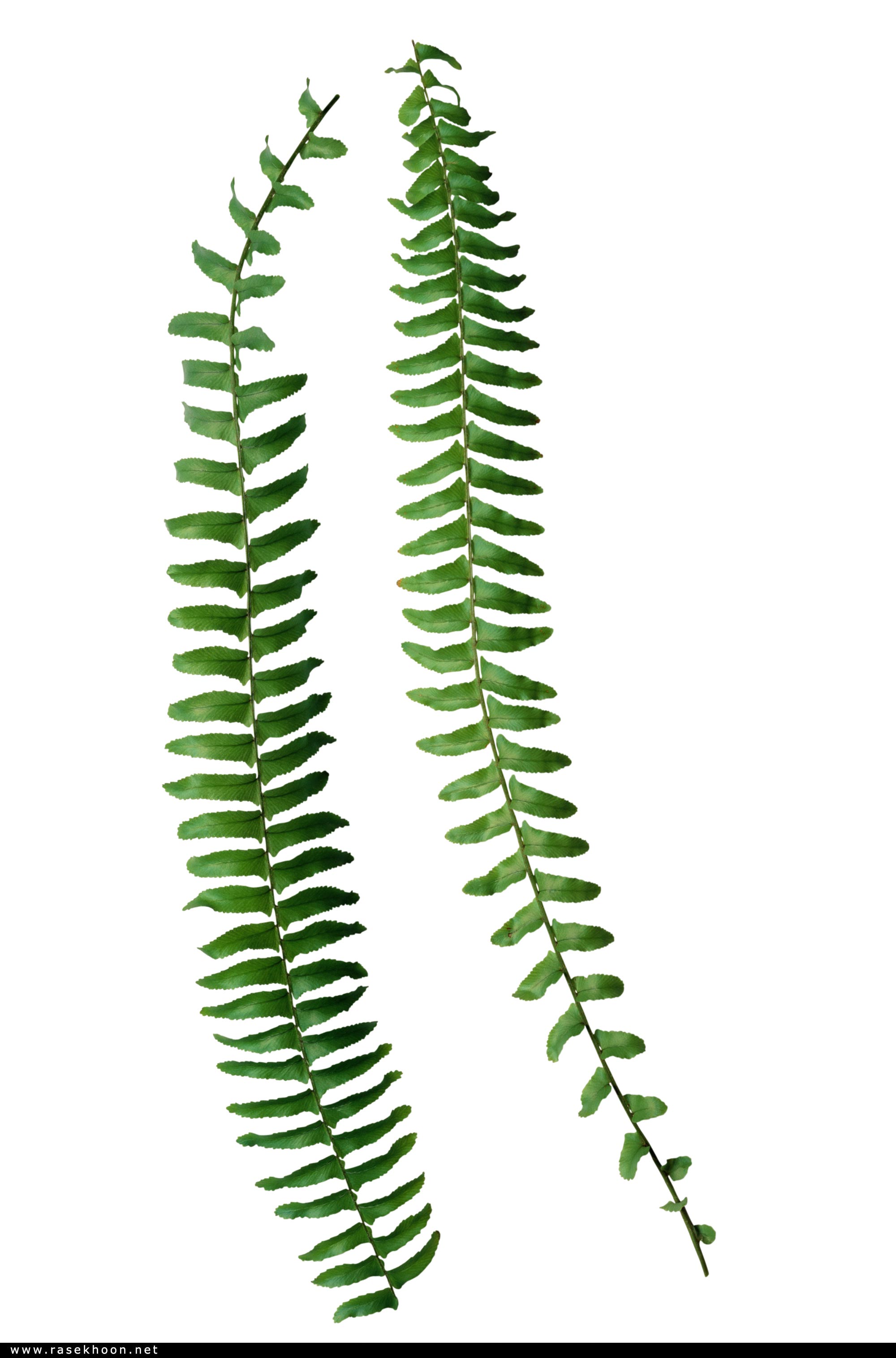 گیاهان