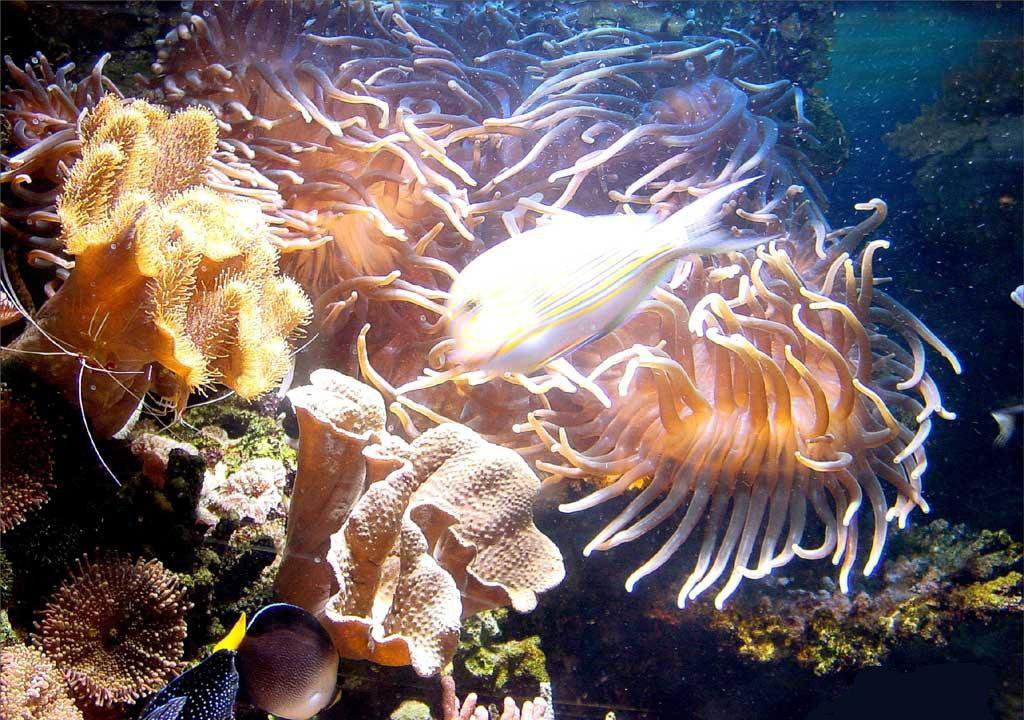 دنیای زیر آب