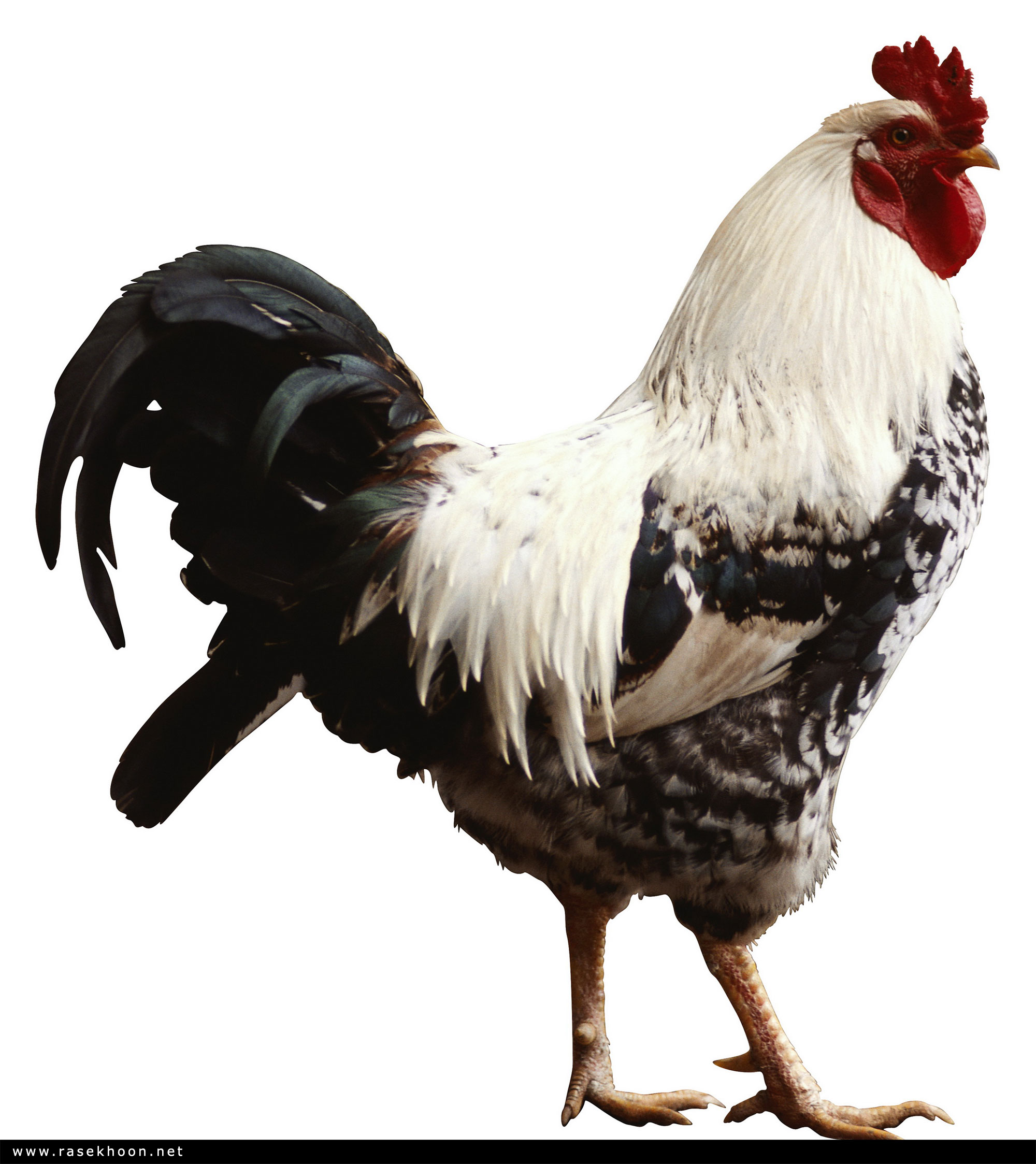 خروس