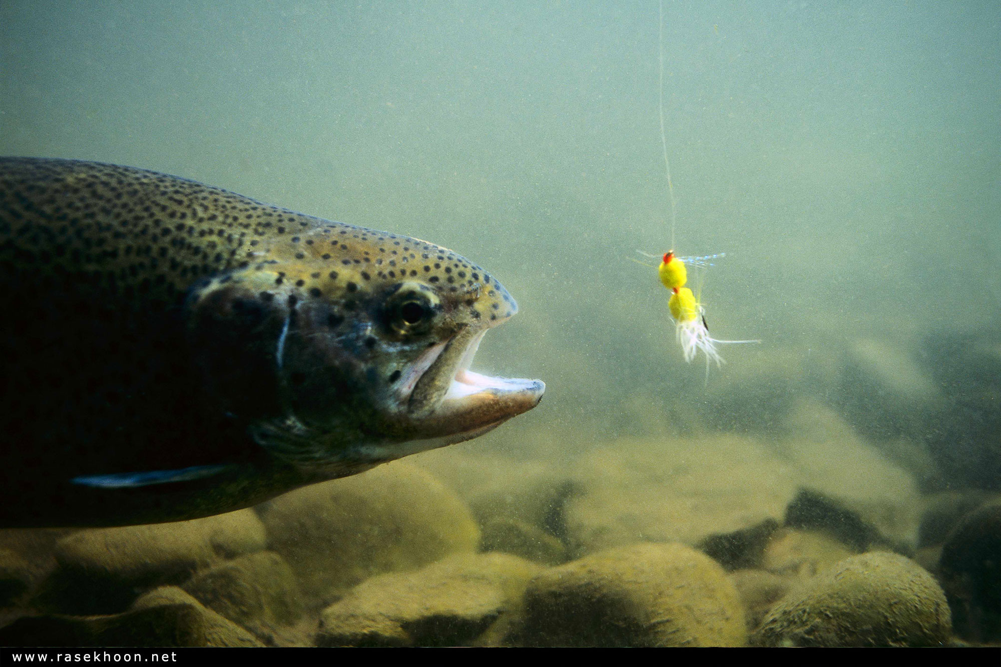 Fishing bait. Рыба на крючке. Рыба на крючке под водой. Заставка рыбы. Окунь под водой.