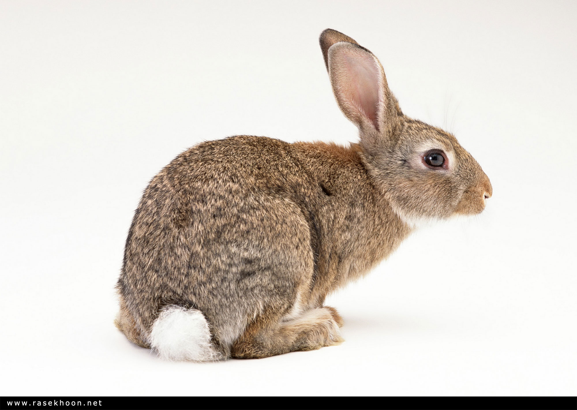 Brown Bunnies Pics