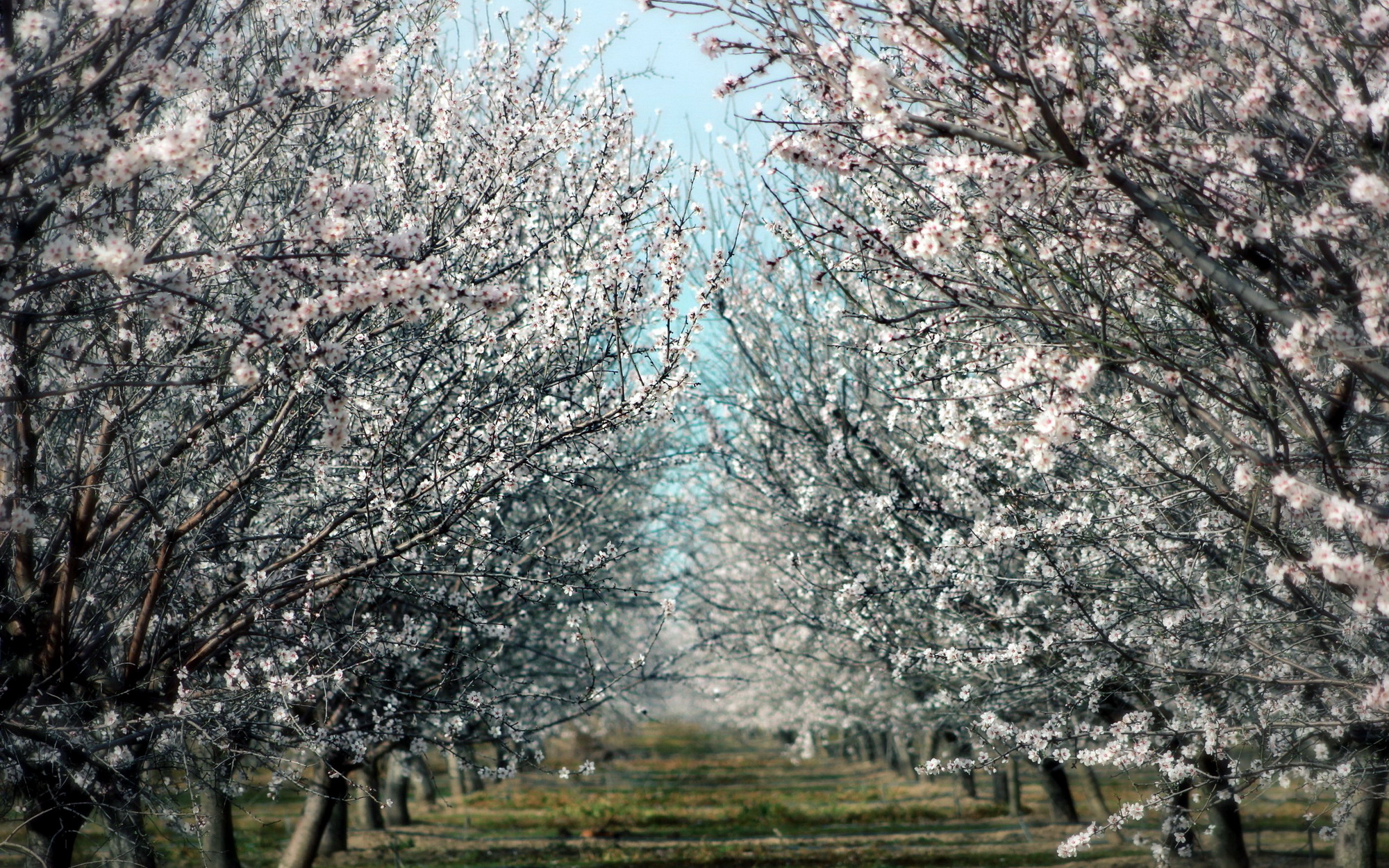 بهار در طبیعت