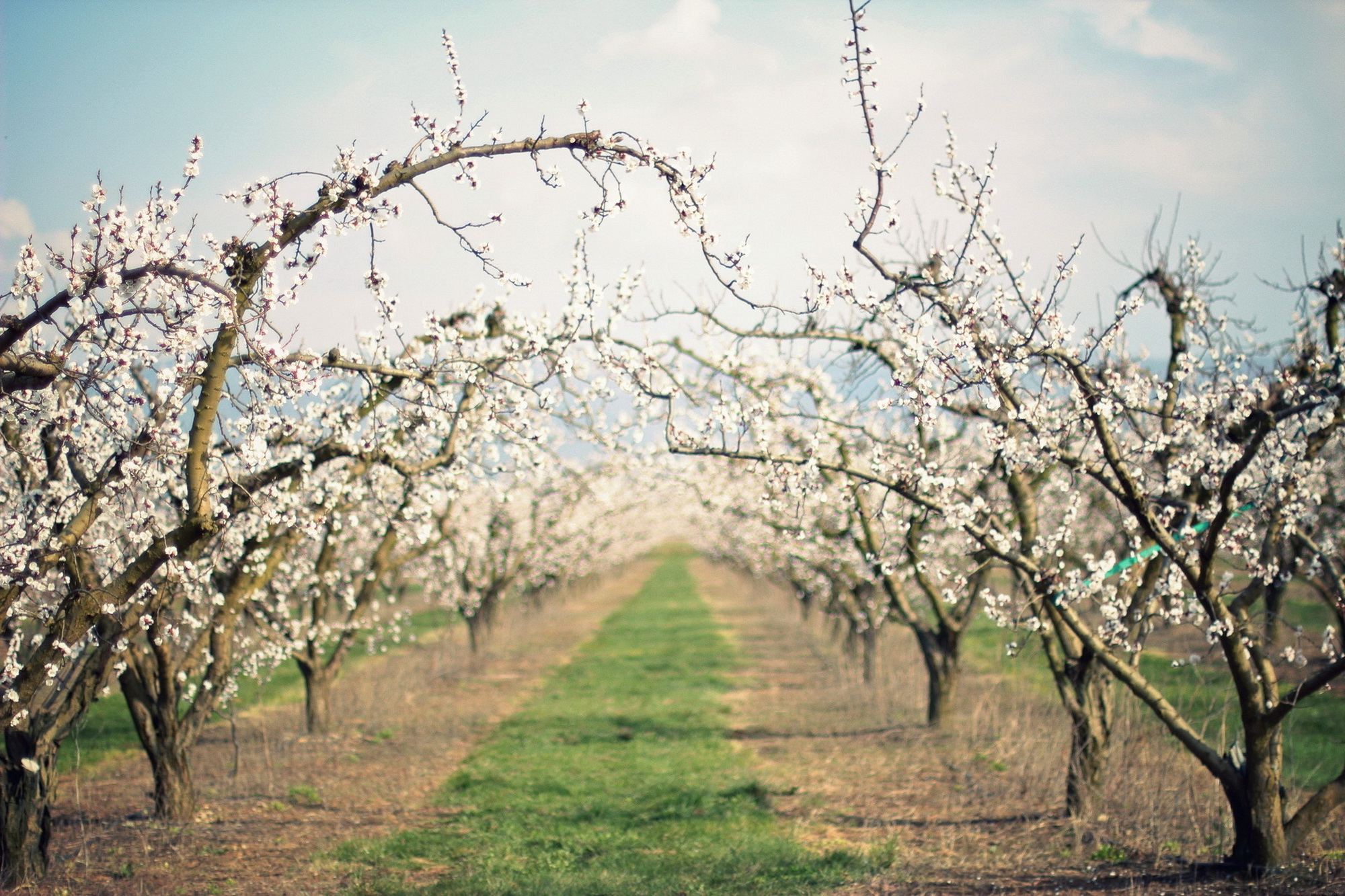 Включи яблонь. Яблоневый сад яблоня цветет. Яблоневый сад вишневый сад. Цветущий Яблоневый сад весной.