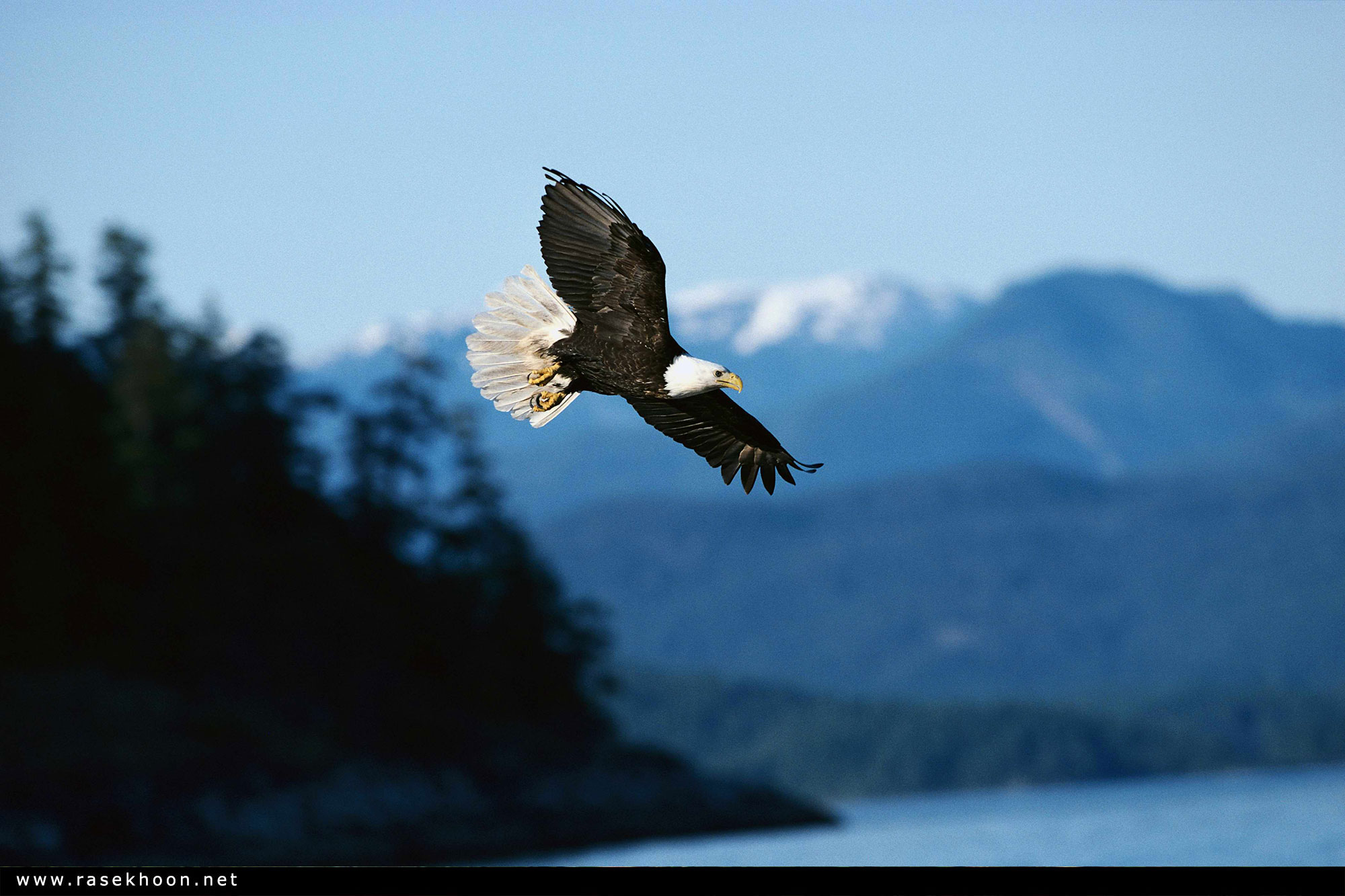 Человек летит на орле. Белоголовый Орлан в горах. Парящий Орел. Орел парящий в небе. Полет птицы.