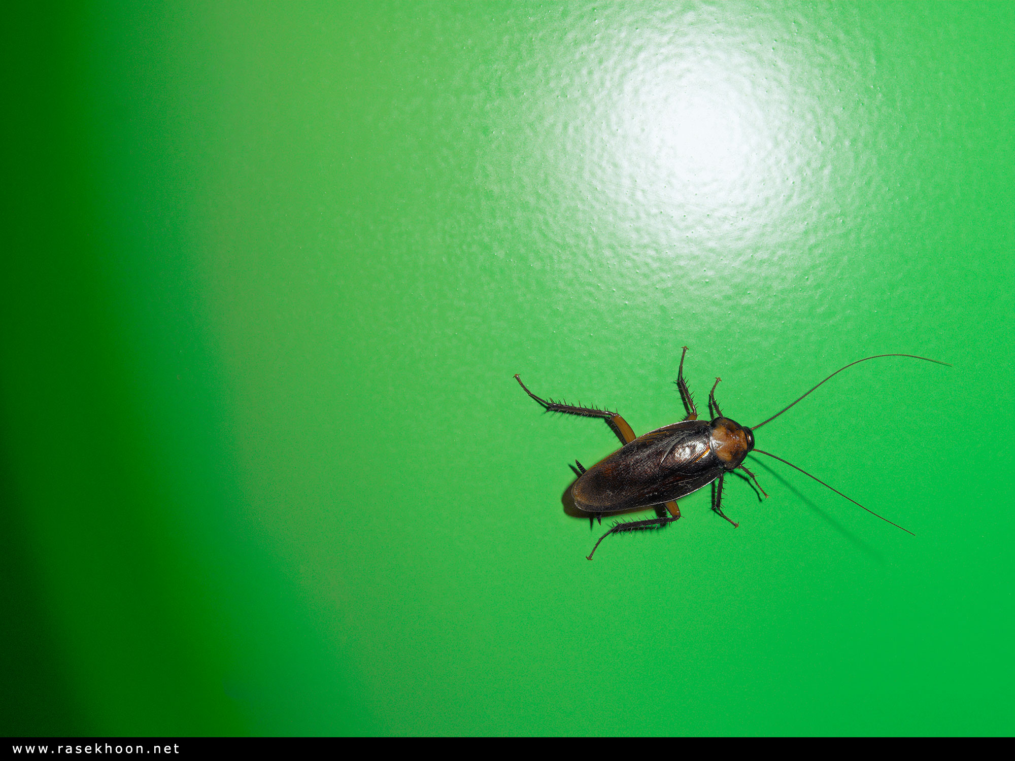 Черный жук похожий на таракана. Жук Прусак. Жук Прусак черный. Зелёные жуки и тараканы. Жук таракан букашка.