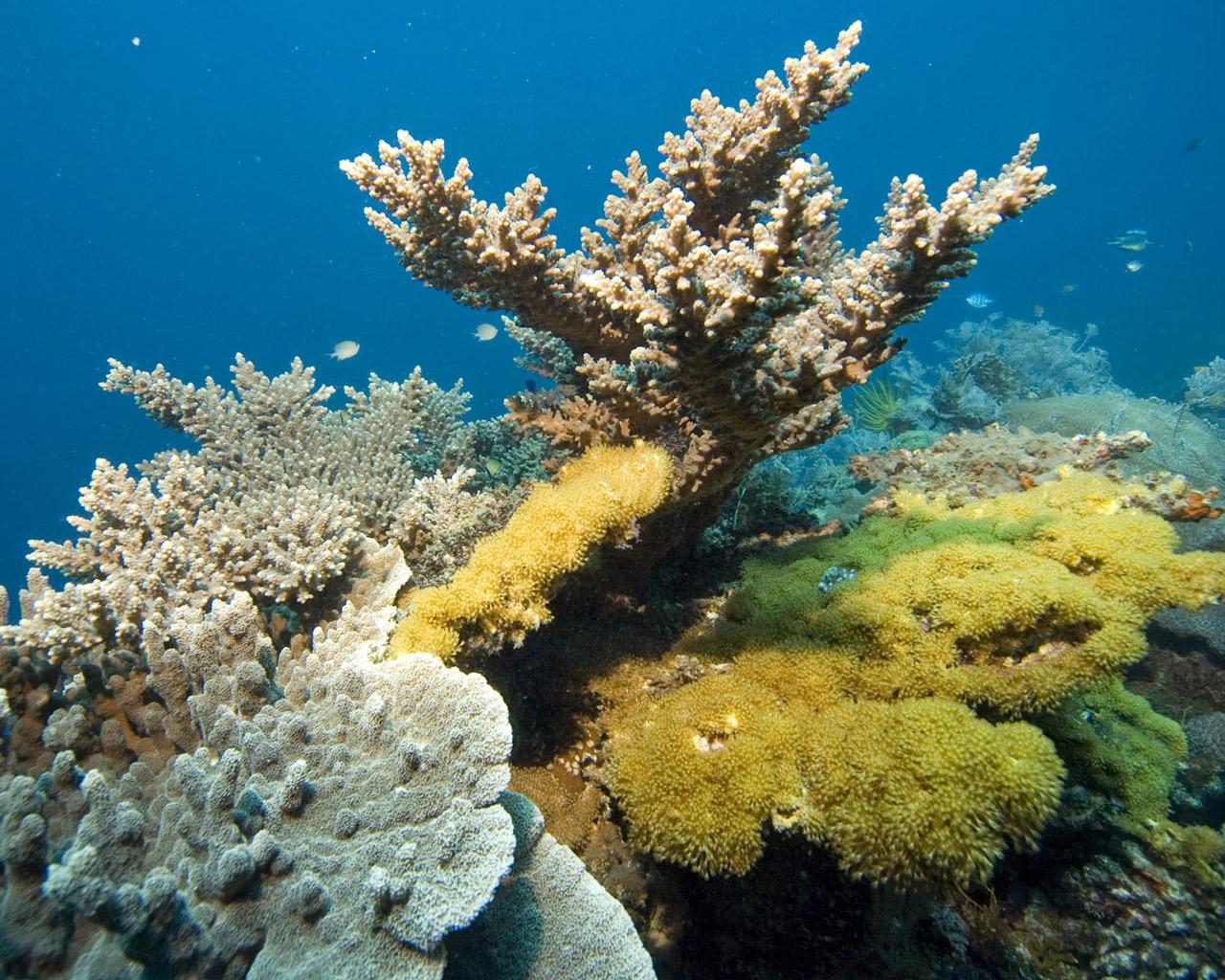 دنیای زیر آب