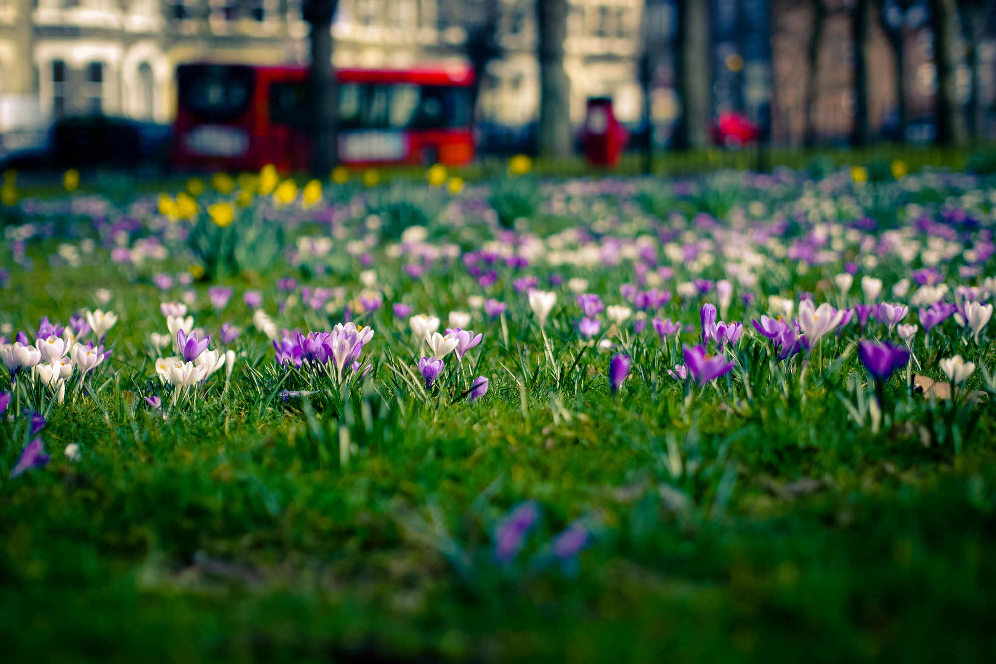Фото весны на рабочий. Весенний город. Весенние цветы. Весенние цветы в городе.