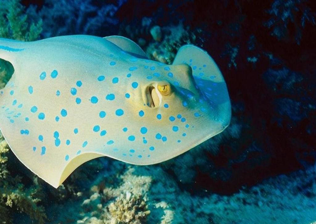 دنیای زیر آب