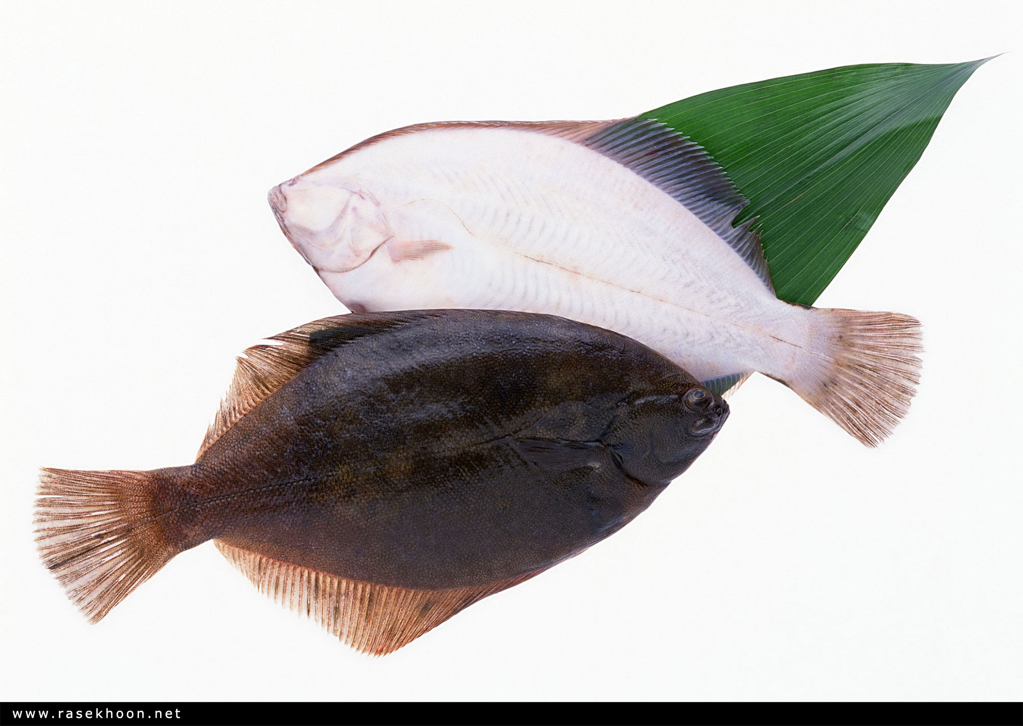 Как выглядит масляная рыба фото с головой