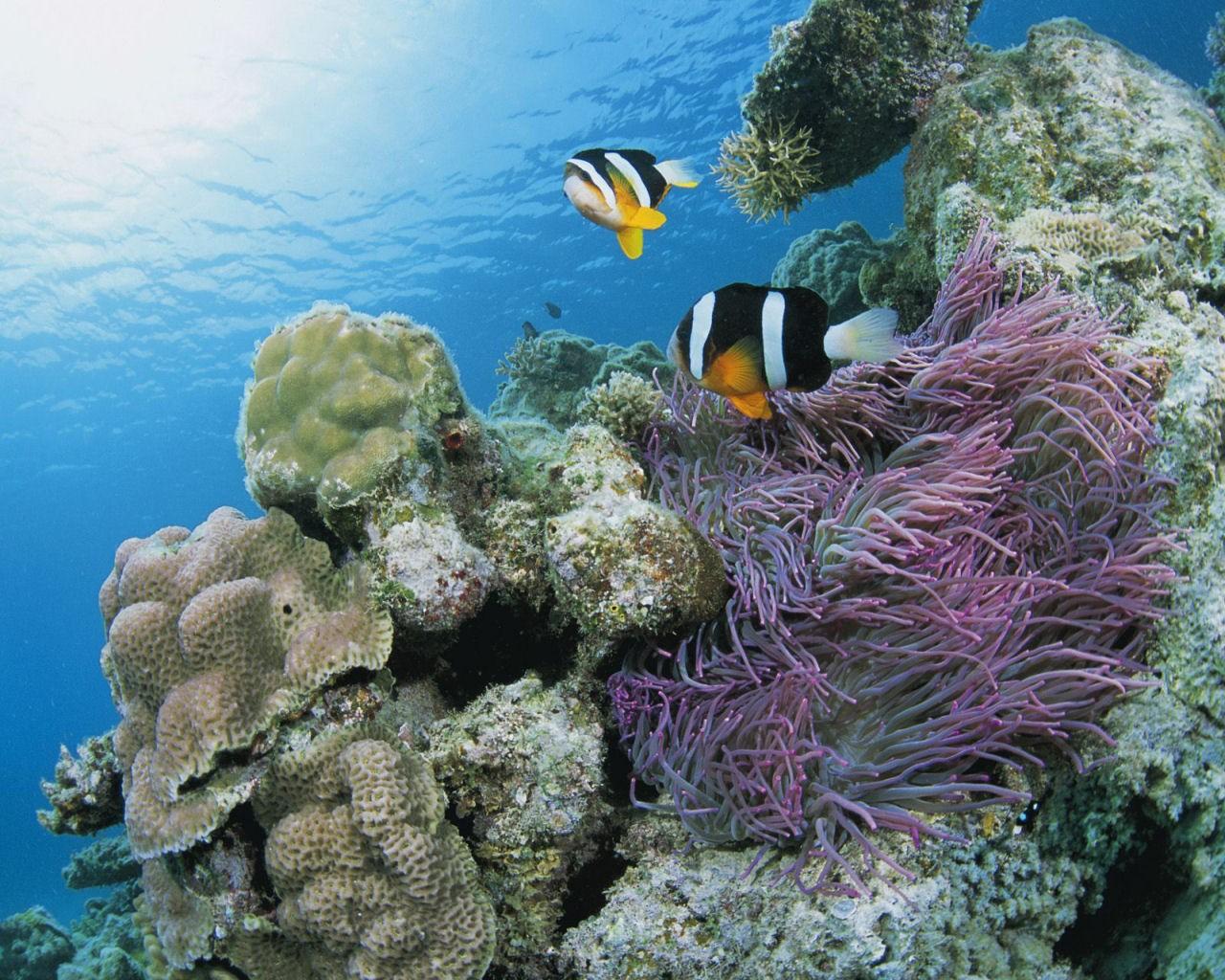 دنیای زیر آب