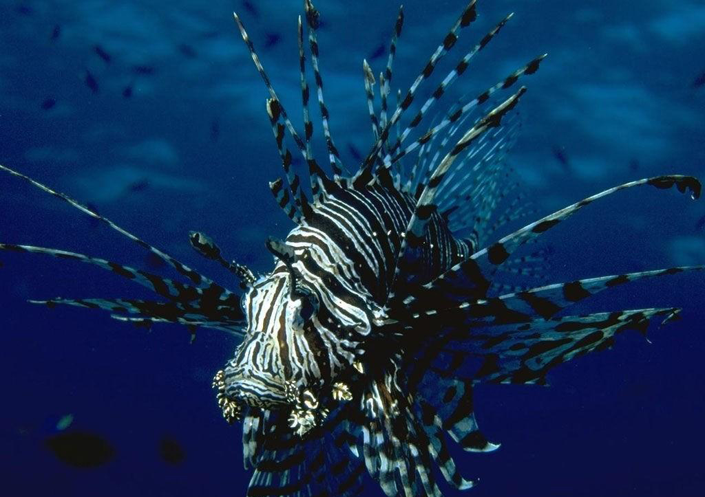 دنیای زیر آب
