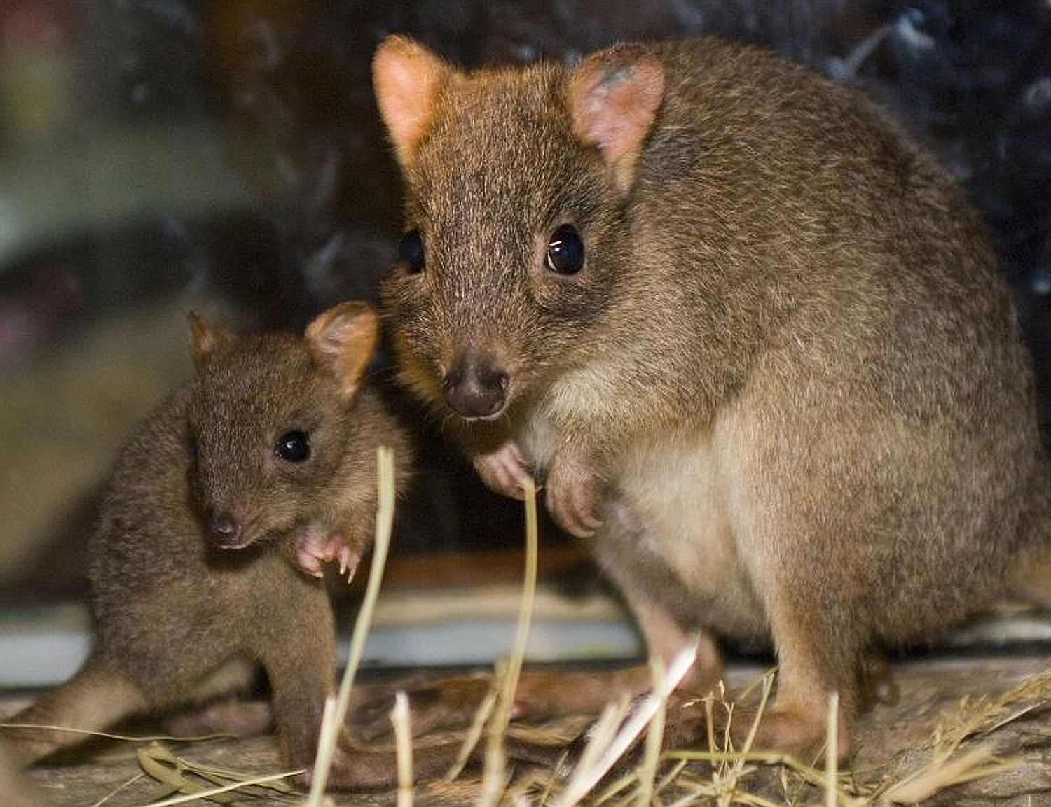 мыши в австралии