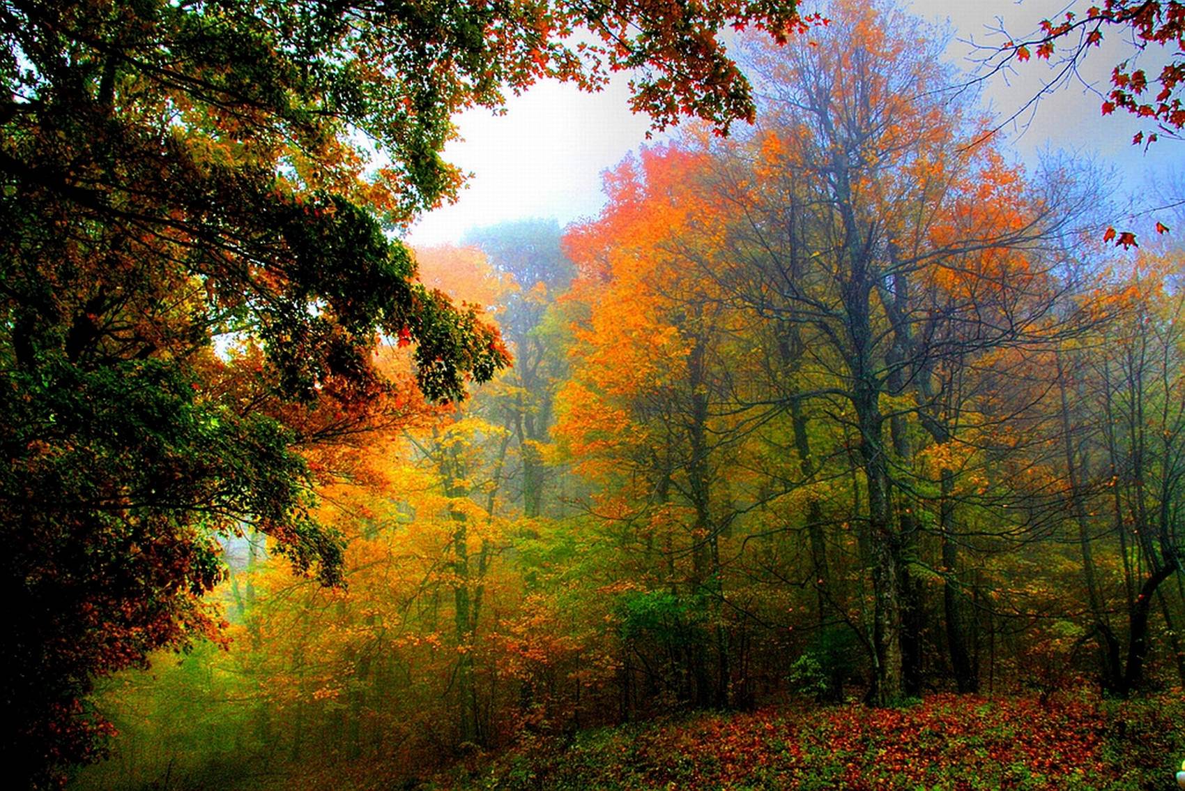 طبیعت رویایی