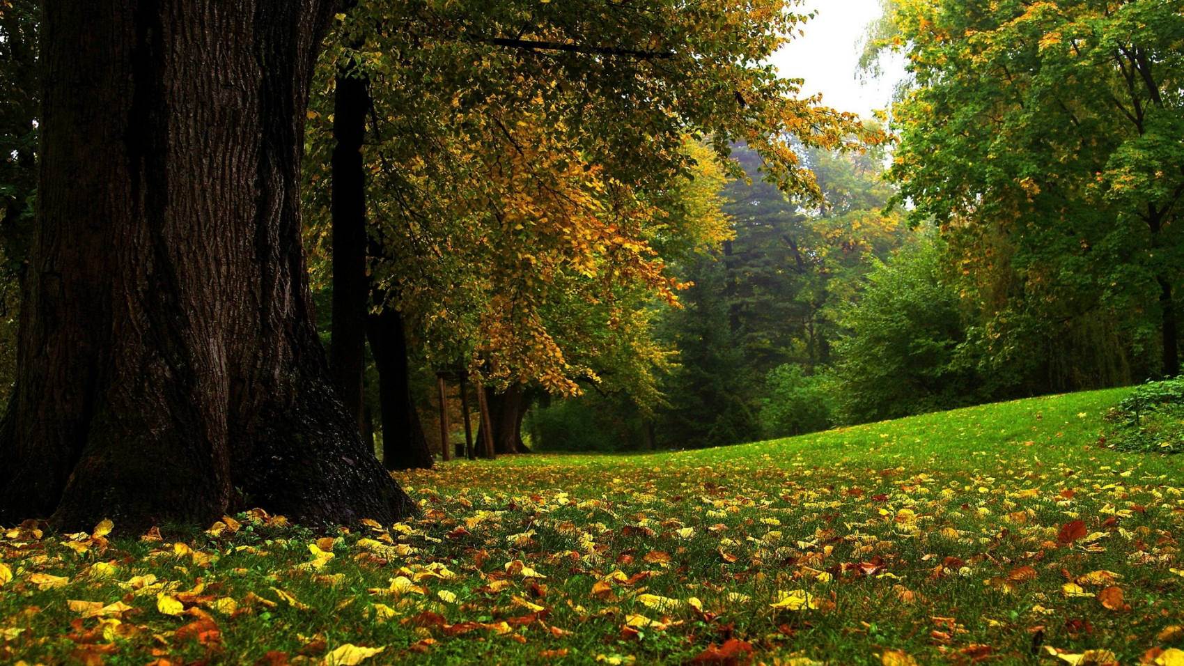 طبیعت رویایی