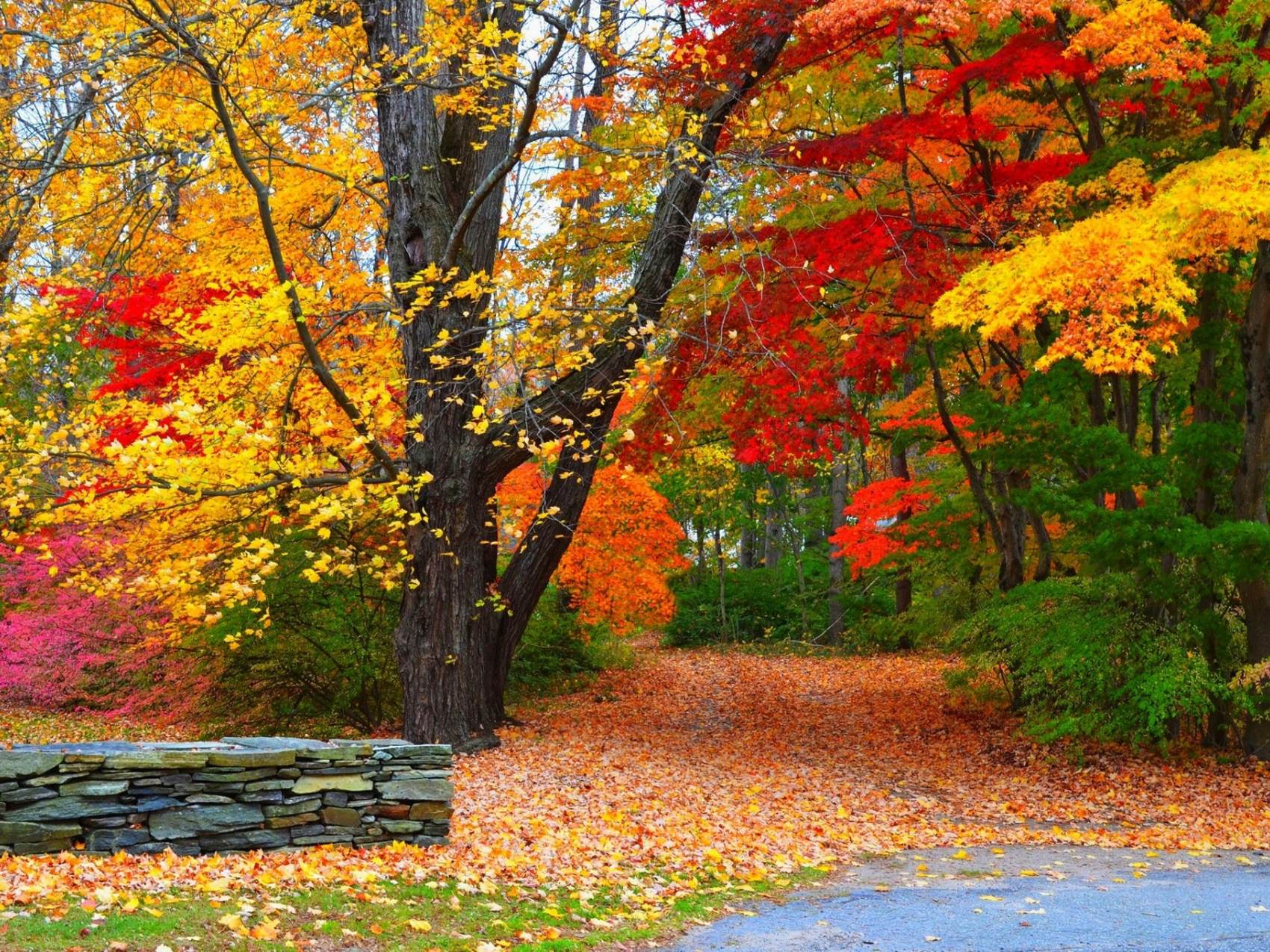Вот и пришла разноцветная осень. Осень. Осенний пейзаж. Листопад. Листопад в лесу.