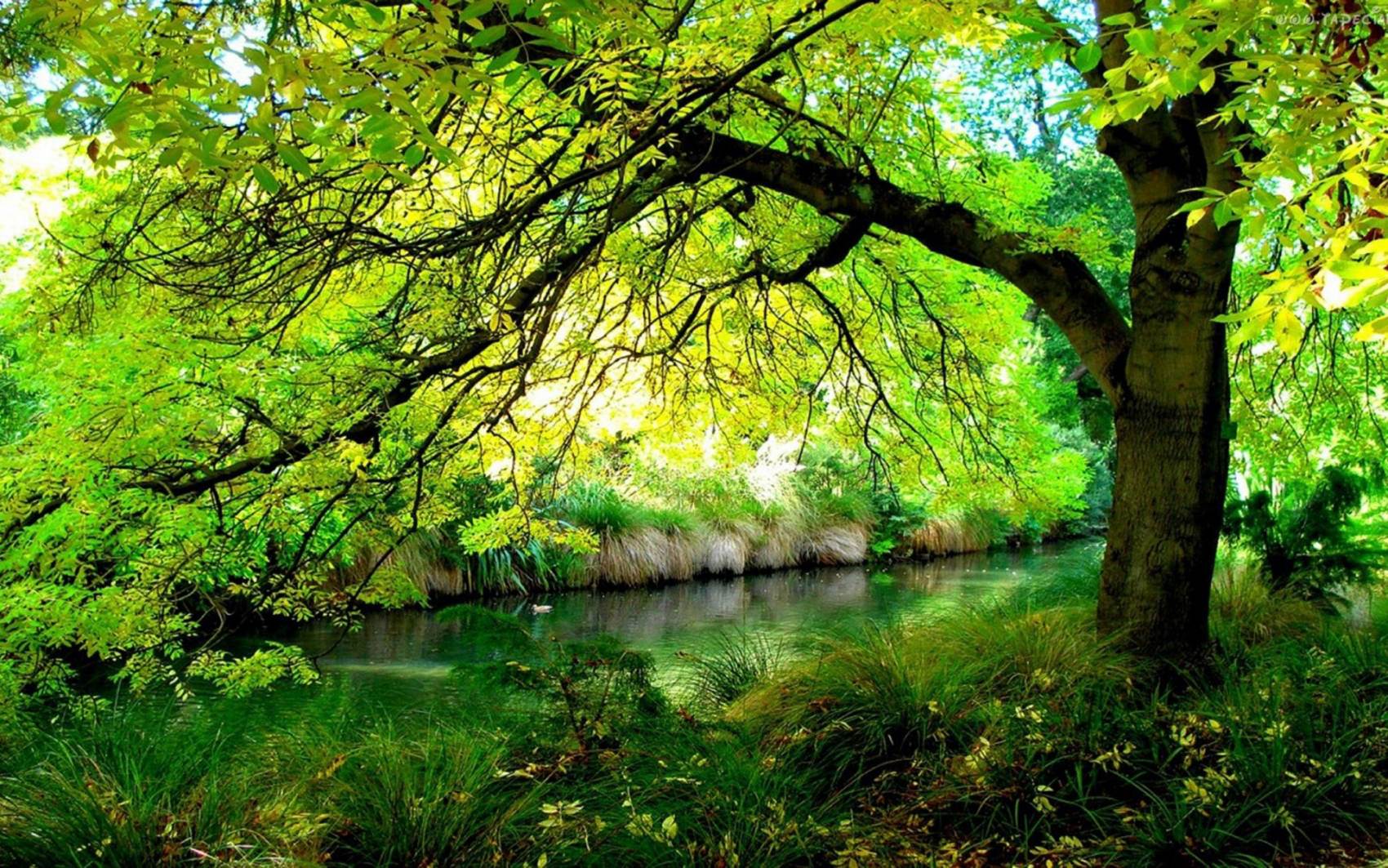 طبیعت رویایی