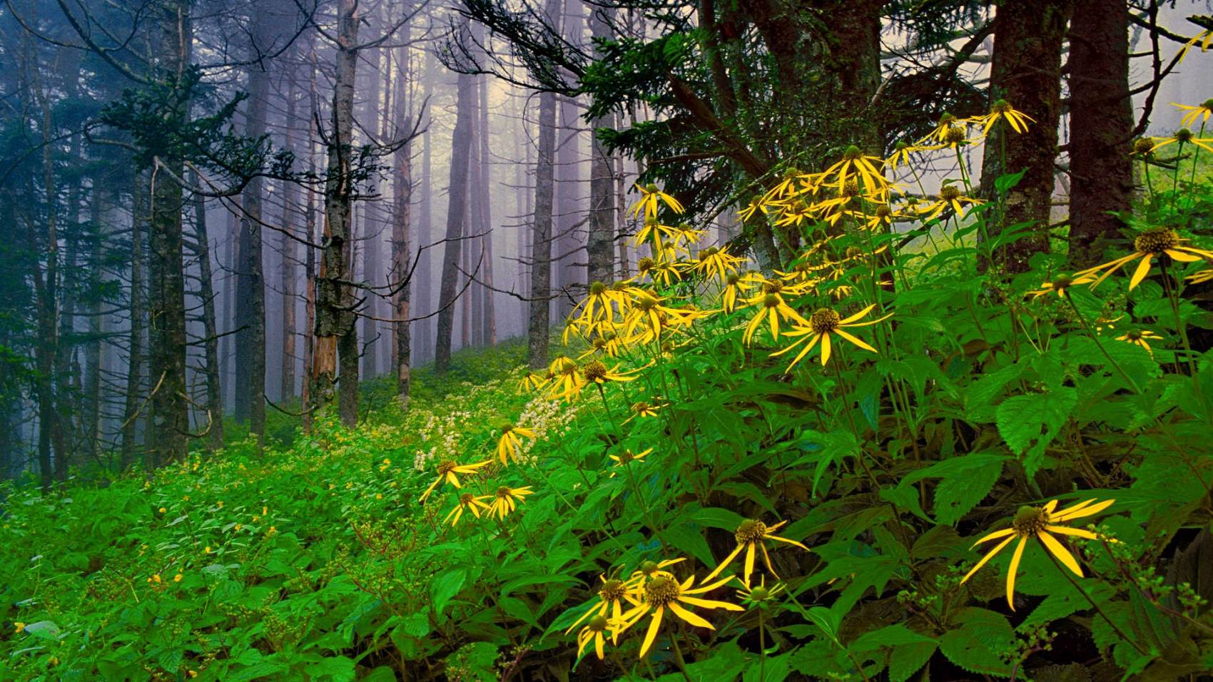 طبیعت رویایی