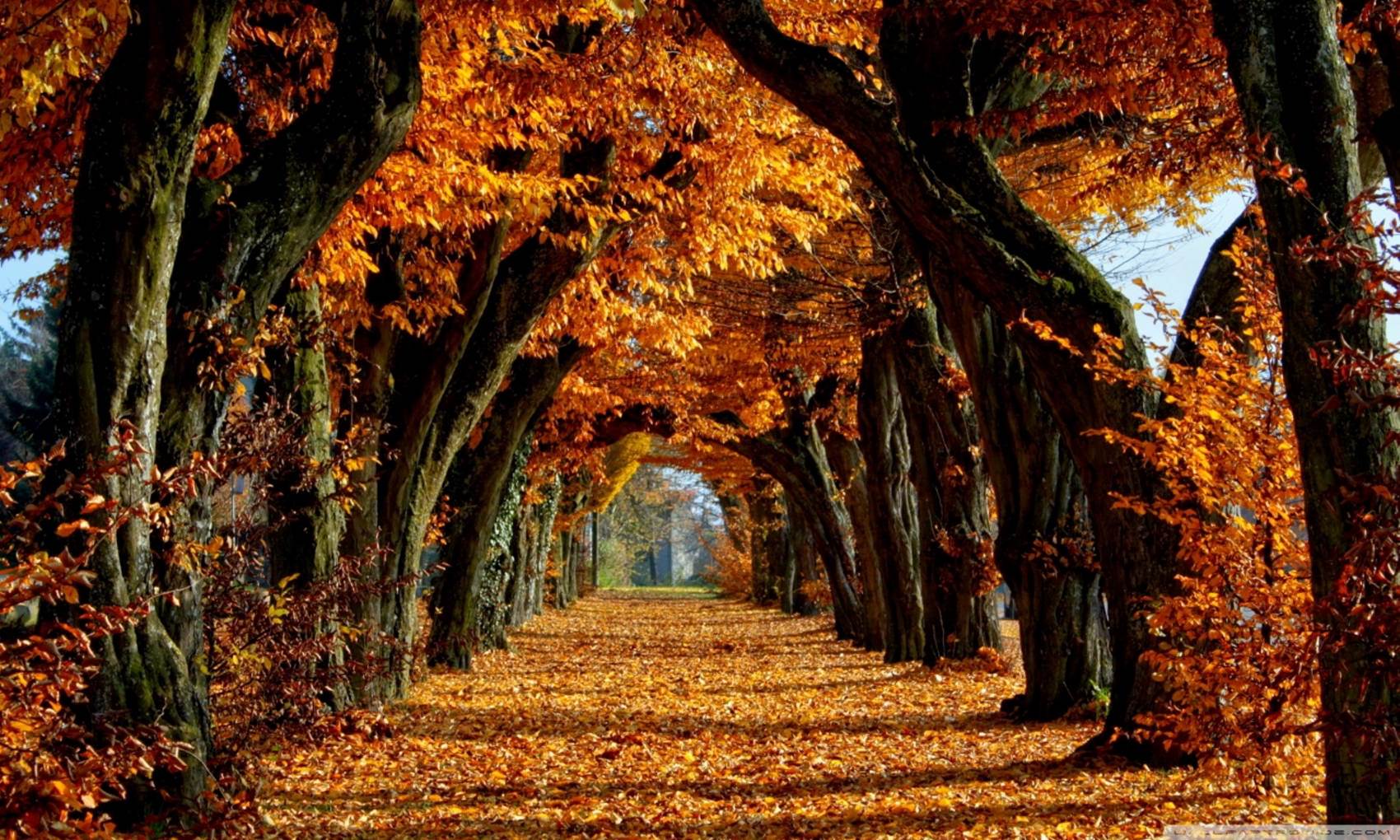 طبیعت رویایی
