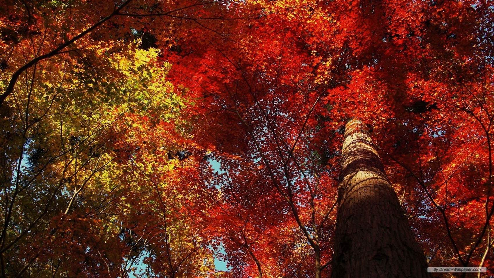 طبیعت رویایی