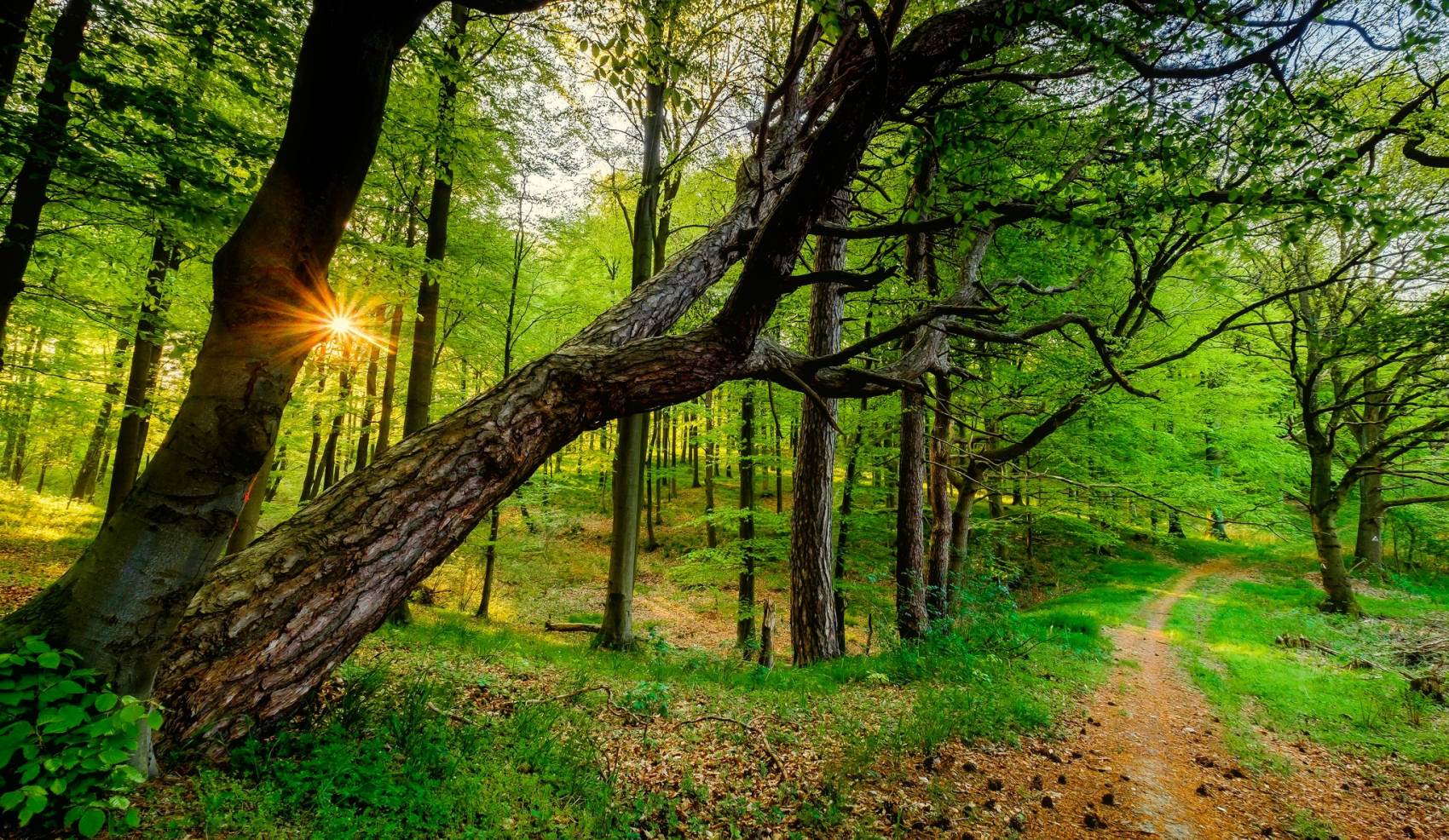 طبیعت رویایی