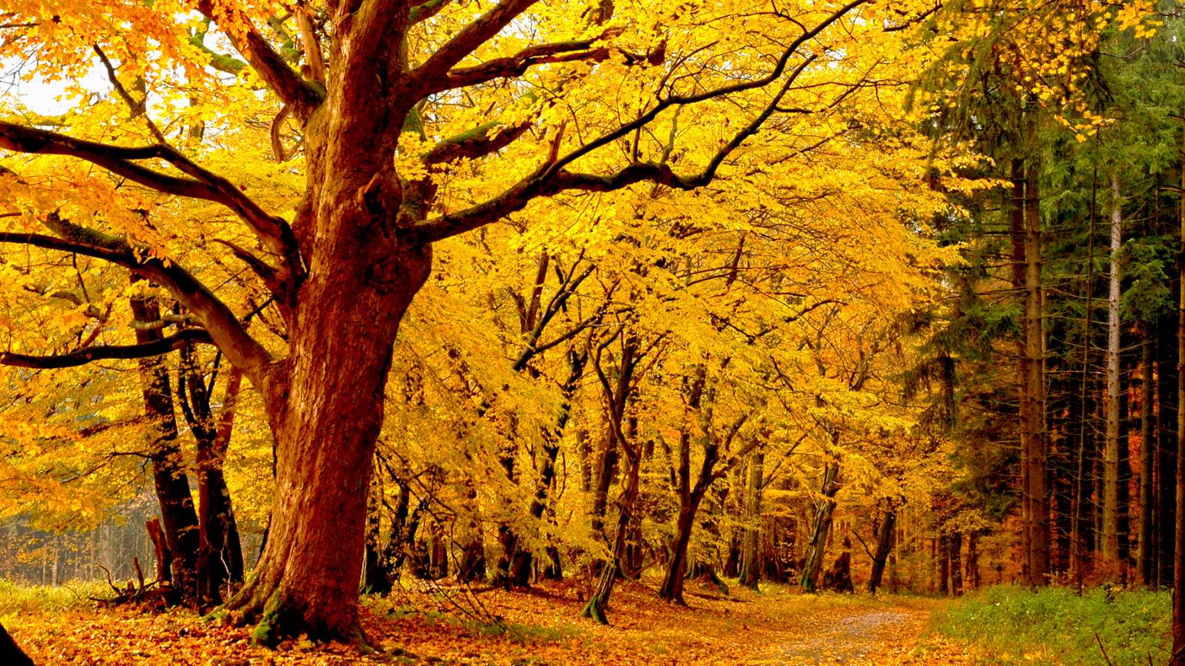 طبیعت رویایی