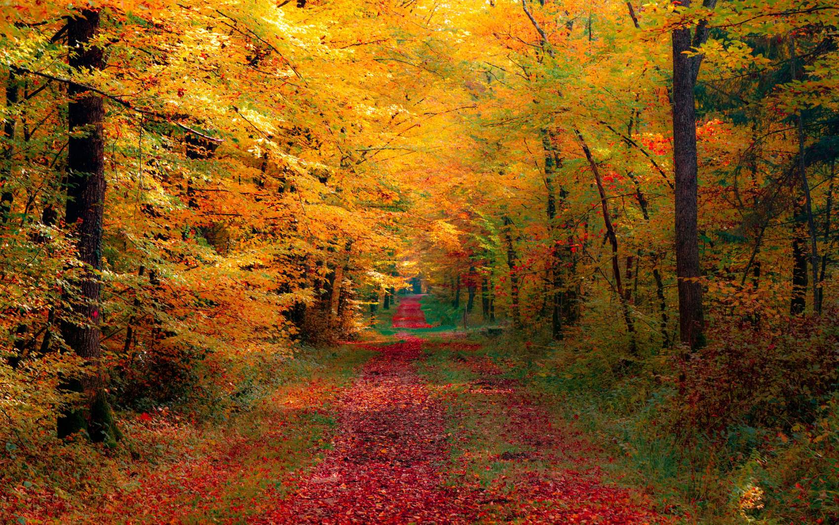 طبیعت رویایی