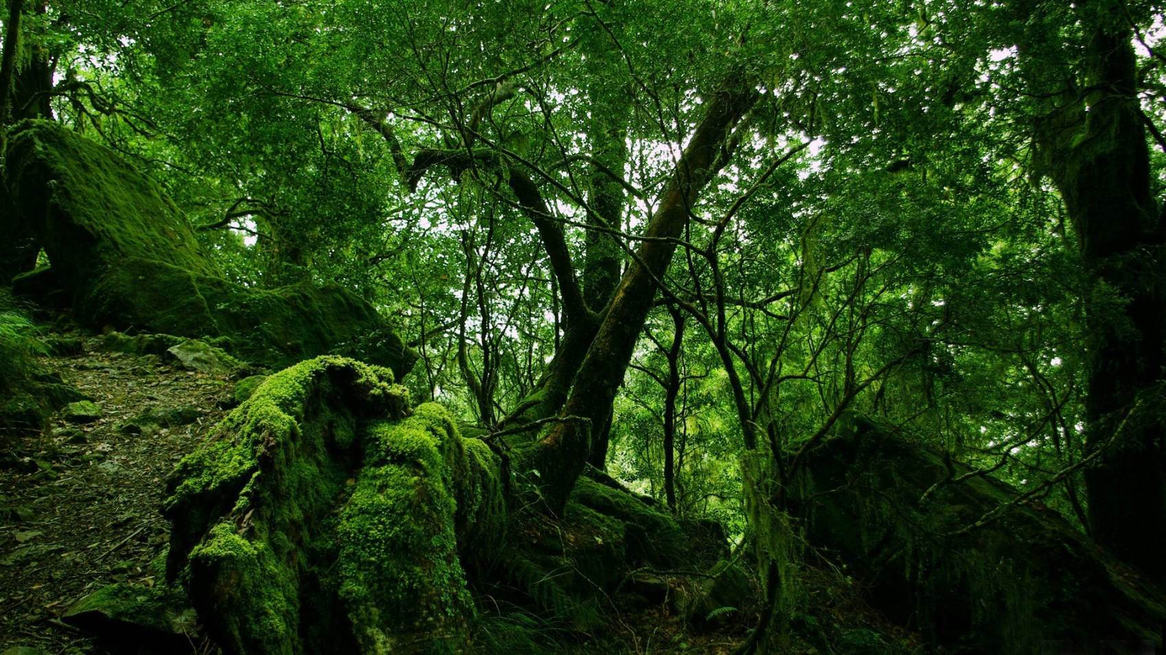 طبیعت رویایی