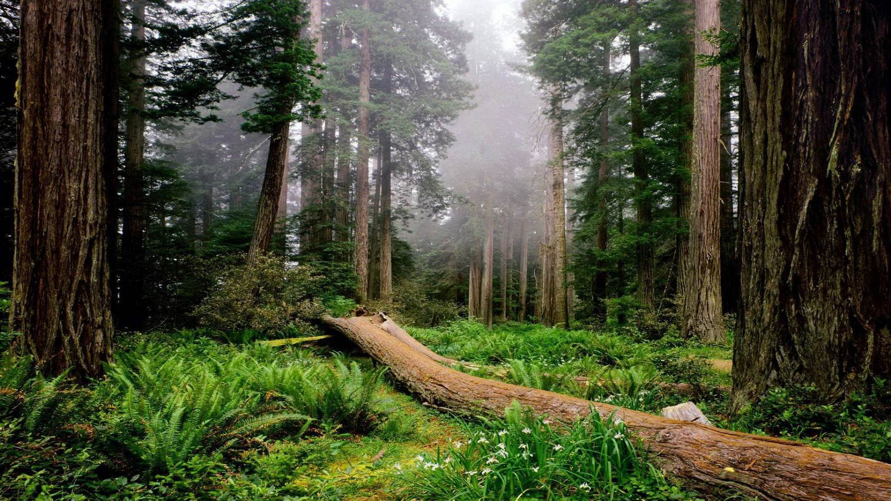 طبیعت رویایی