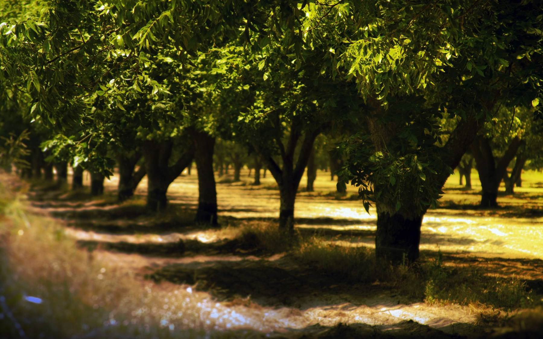 طبیعت رویایی