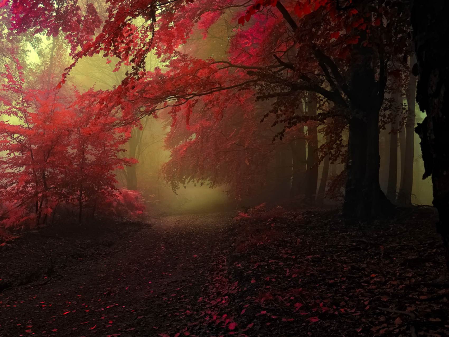 Red autumn. Природа фотограф-самоучка Янек Седлар Janek Sedlar. Janek арты. Фотохудожник Дженик Седлар. Любомир Седлар.