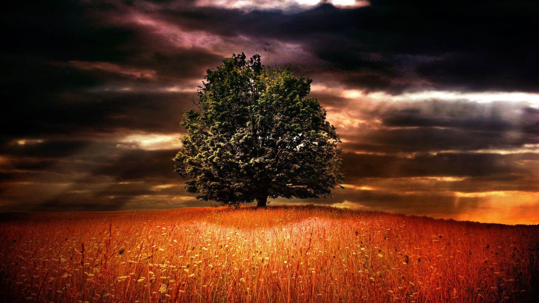 عکس منظره