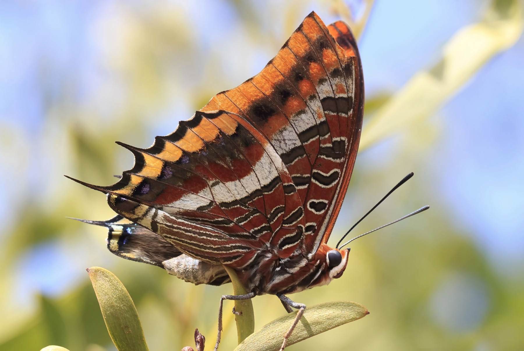 پروانه
