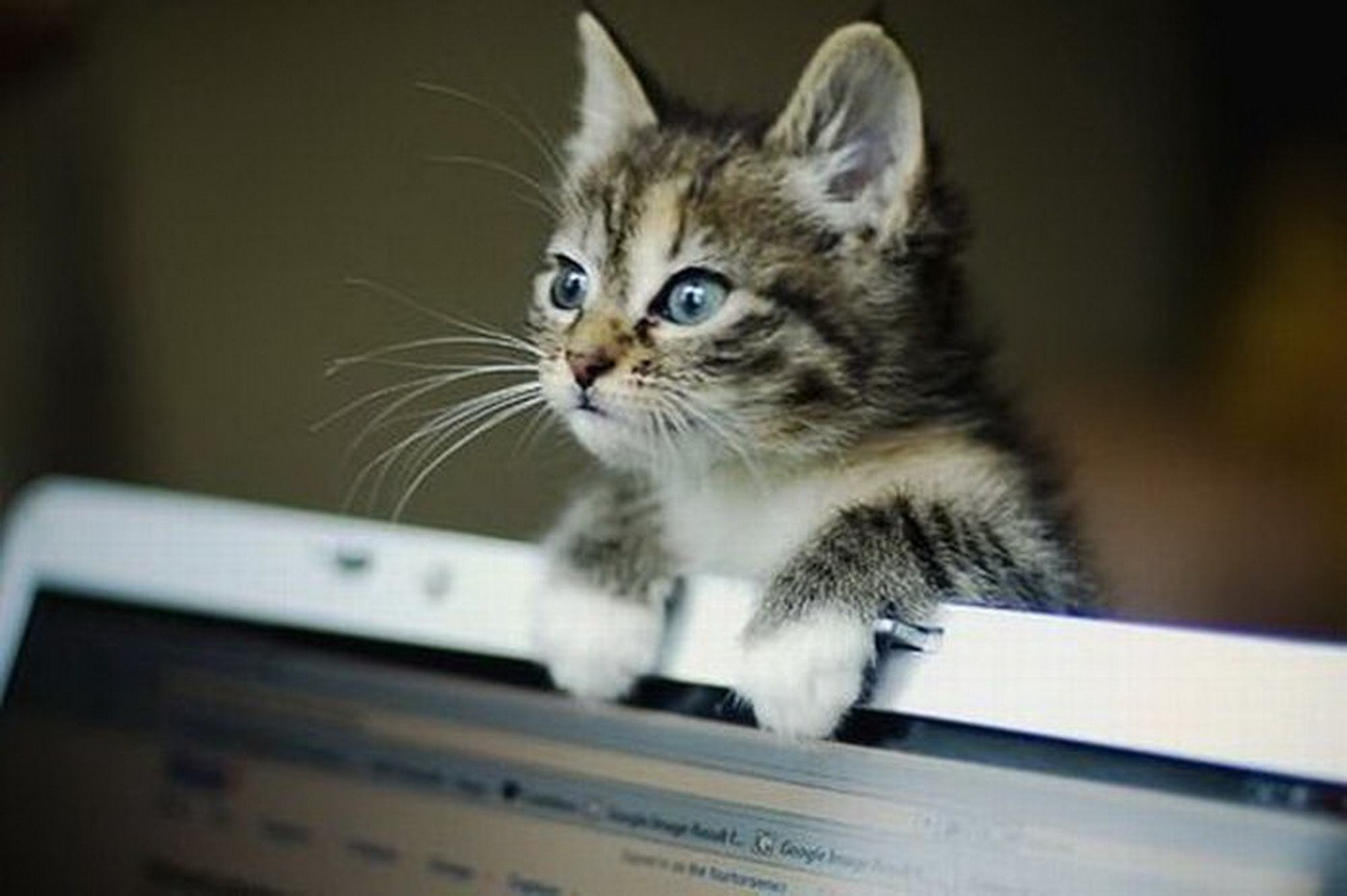Смотрят кошки на экране. Кот за компьютером. Котенок с компьютером. Котик за компьютером. Кот за компом.