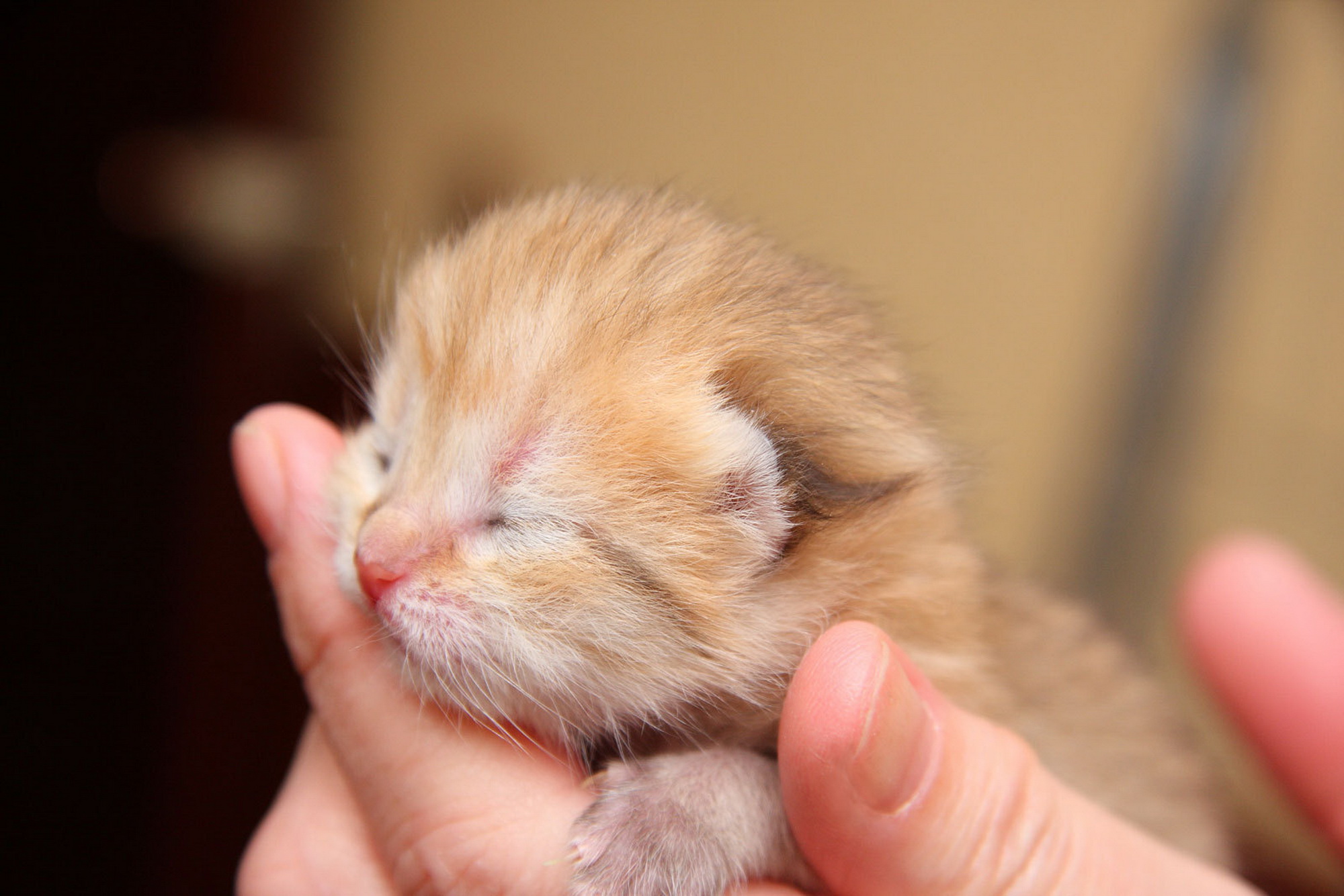 Рождающие котята. Маленький котенок. Новорожденные котята. Слепые котята. Новорожденный котенок.