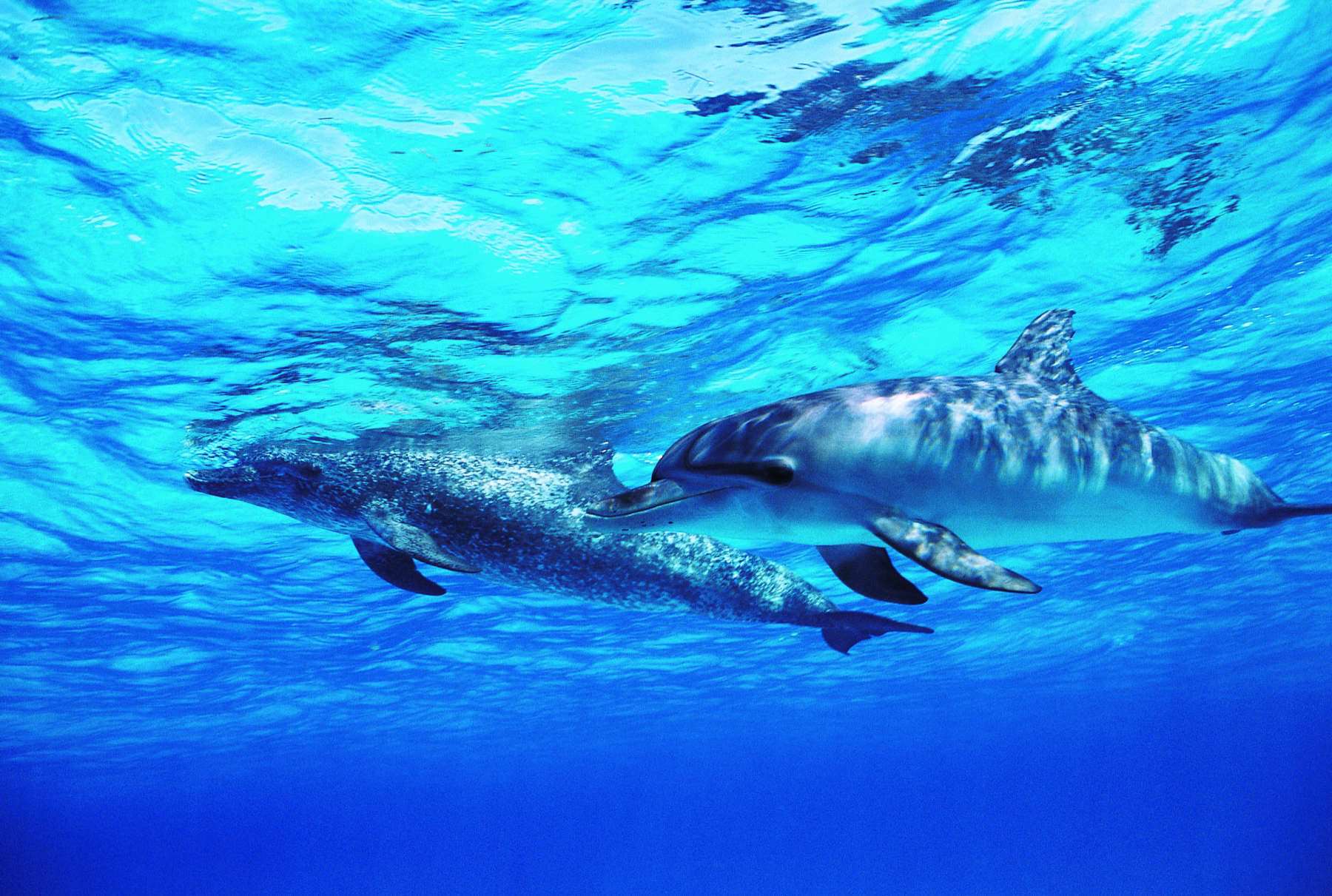 Дельфин живет в воде. Дельфины в море. Подводный мир дельфины. Дельфин в море. Мир океана, дельфины.