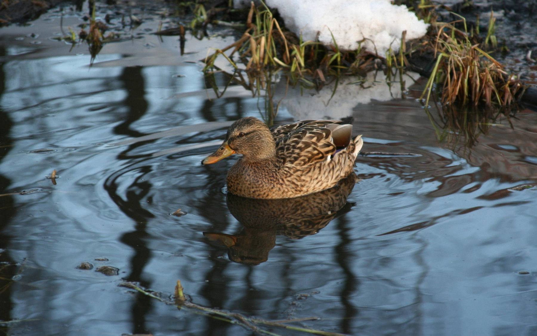 اردک