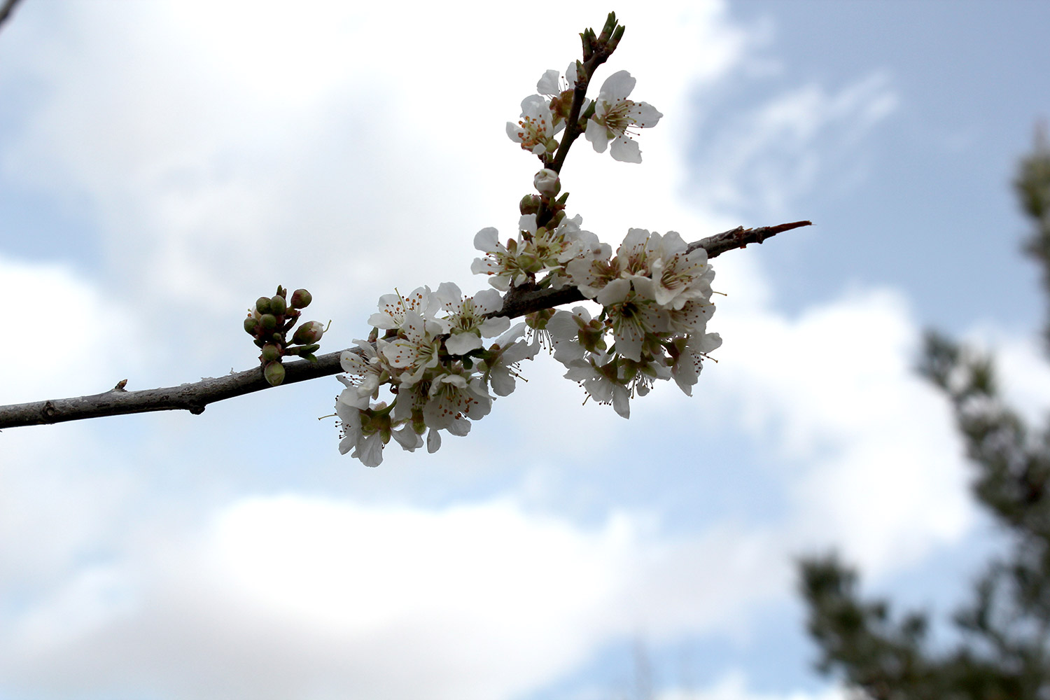 طبیعت بهاری