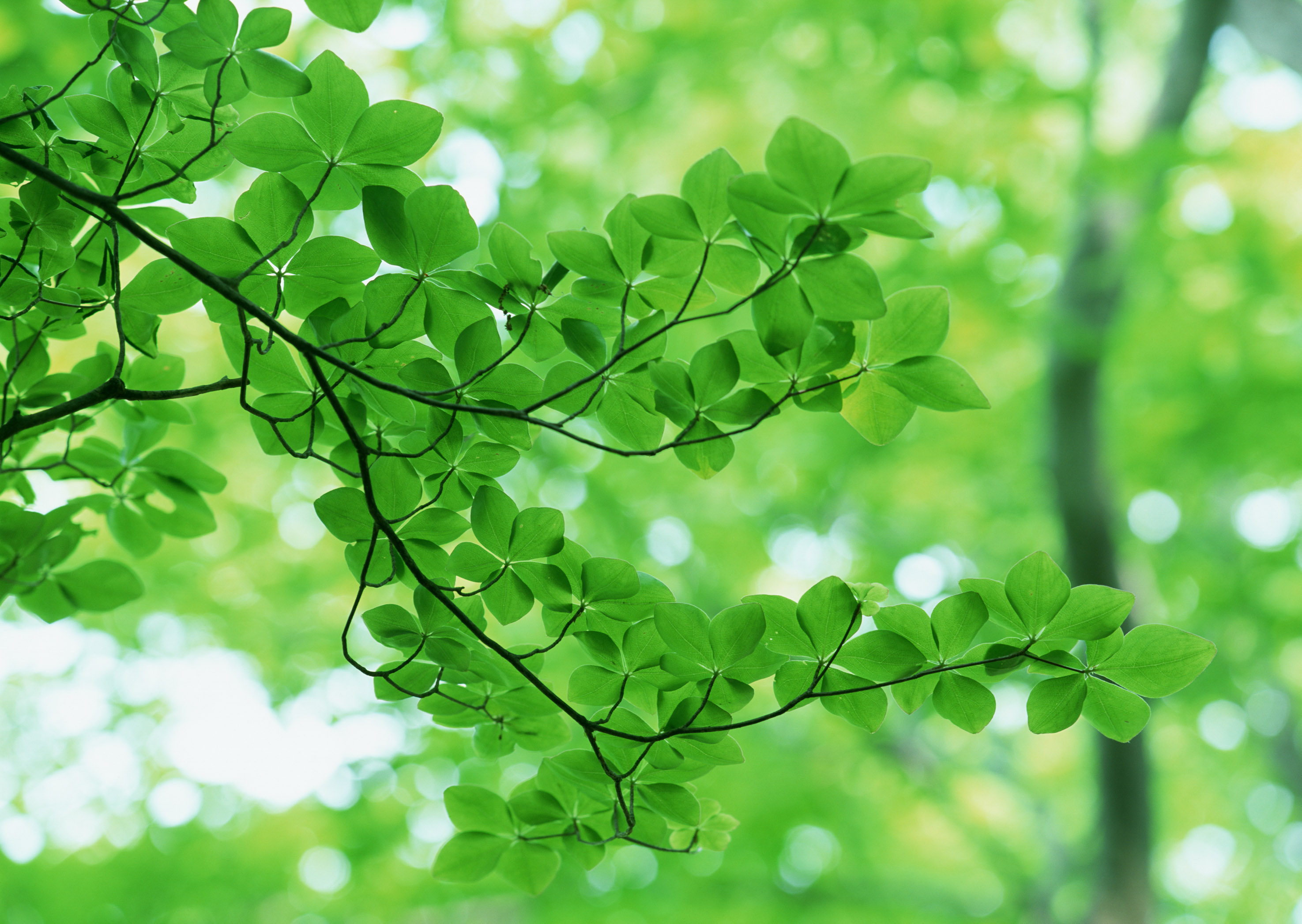 Green leaves. Листва. Листва деревьев. Зеленый лист. Зеленая листва.