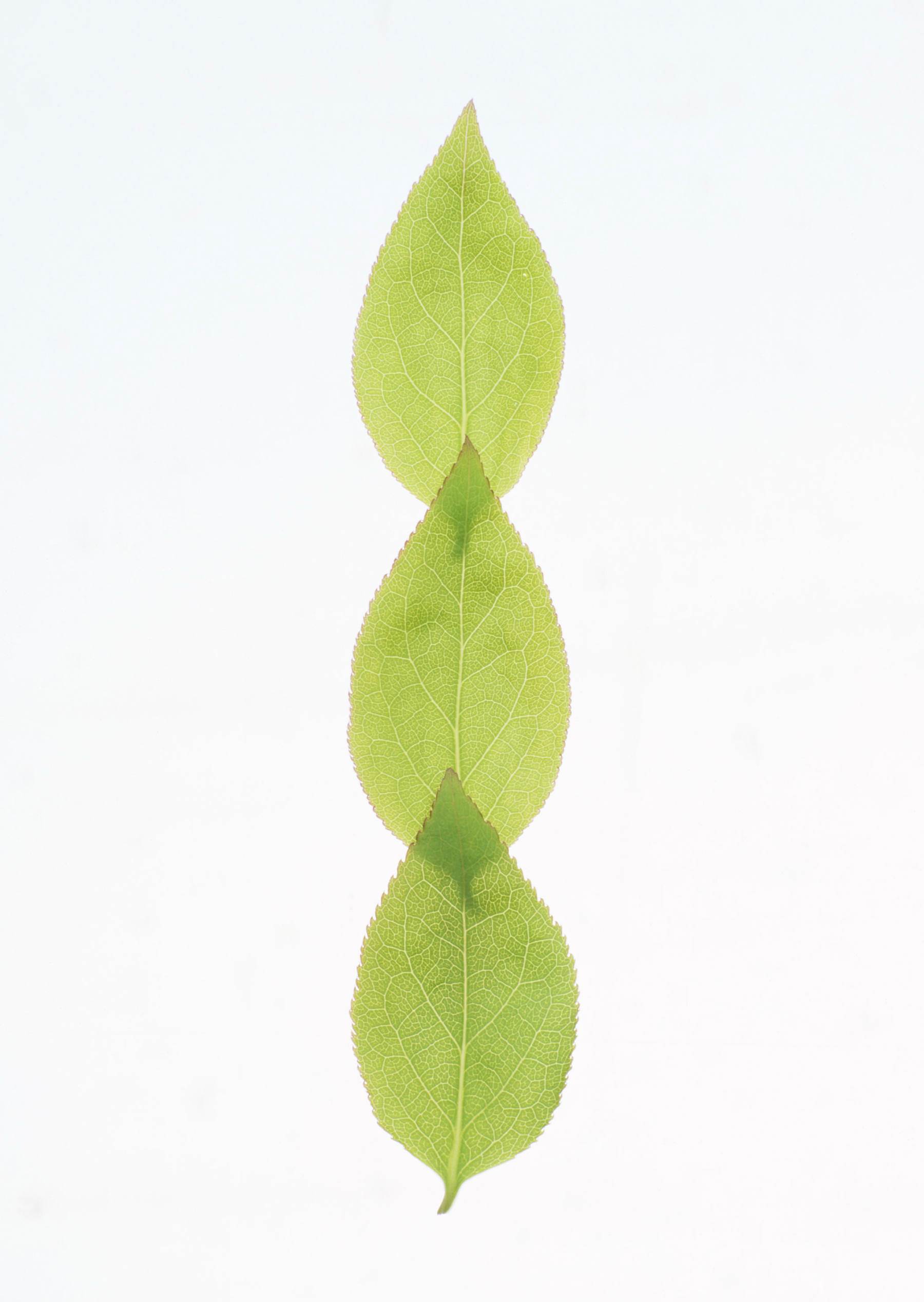 برگ
