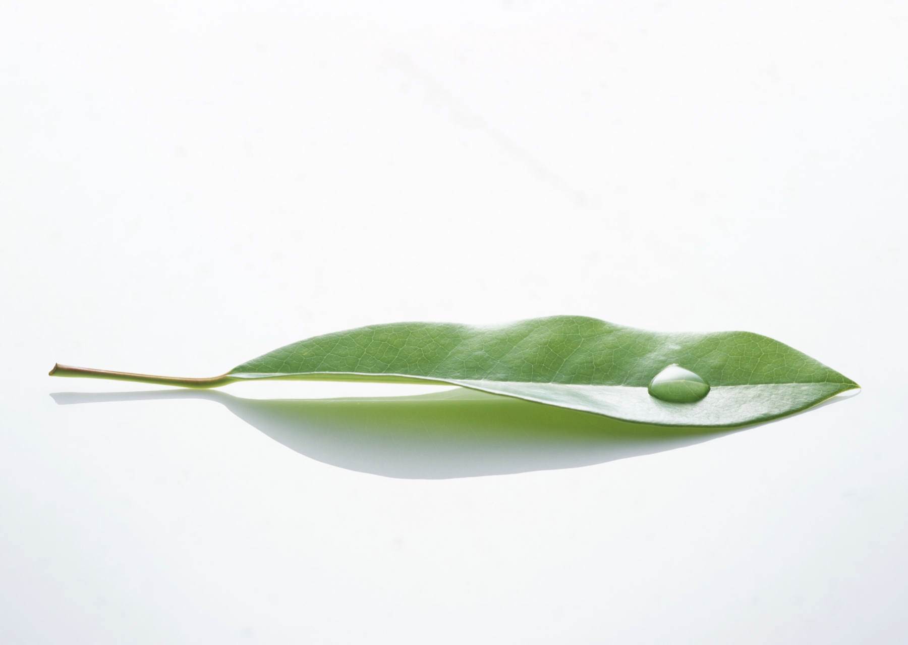 برگ