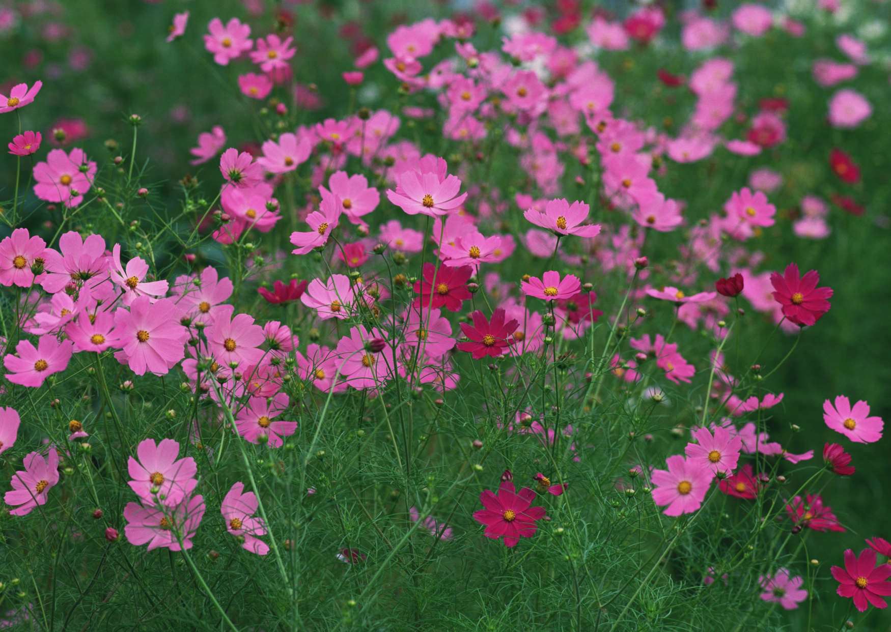 گل های شاداب