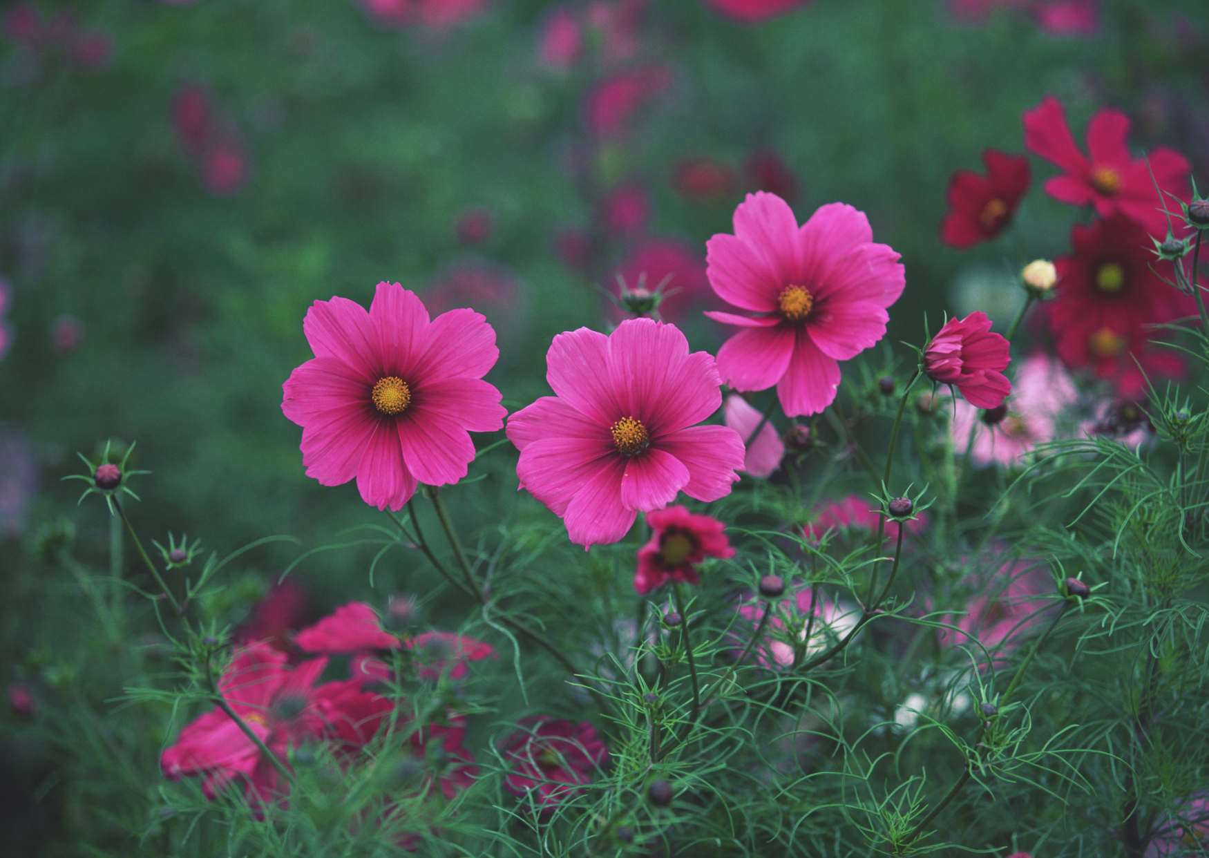 گل های شاداب