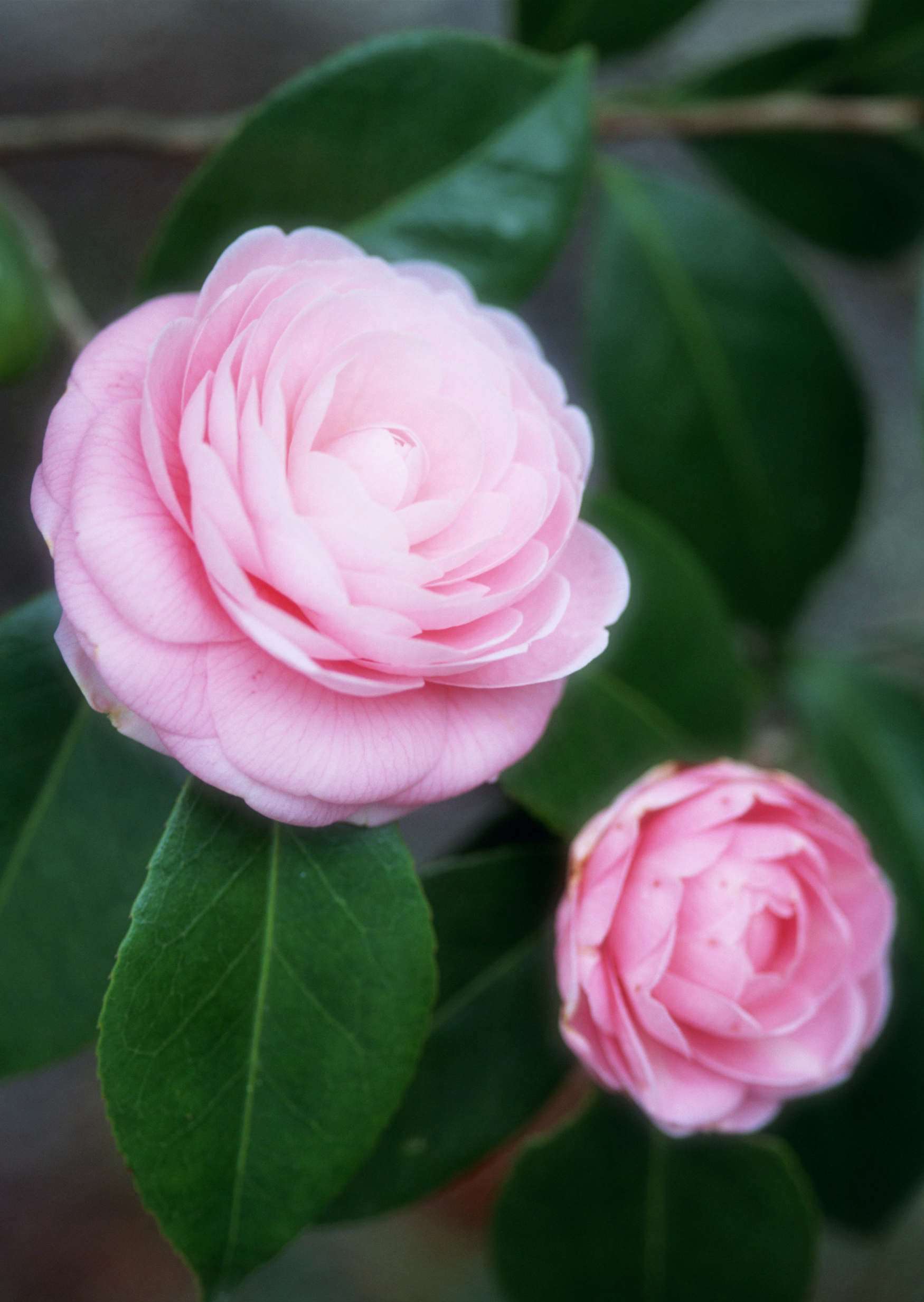 گل های شاداب 