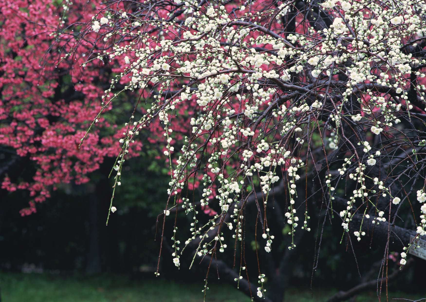 گل های شاداب